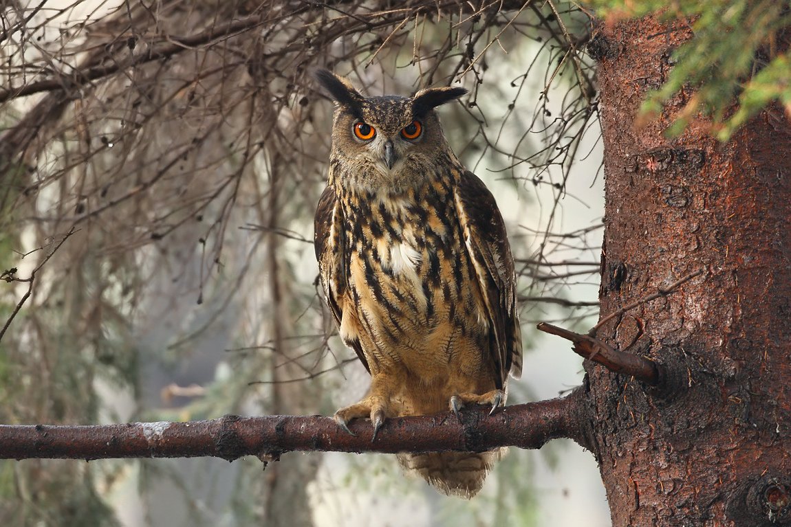 bubo bubo, Silvestr Szabó