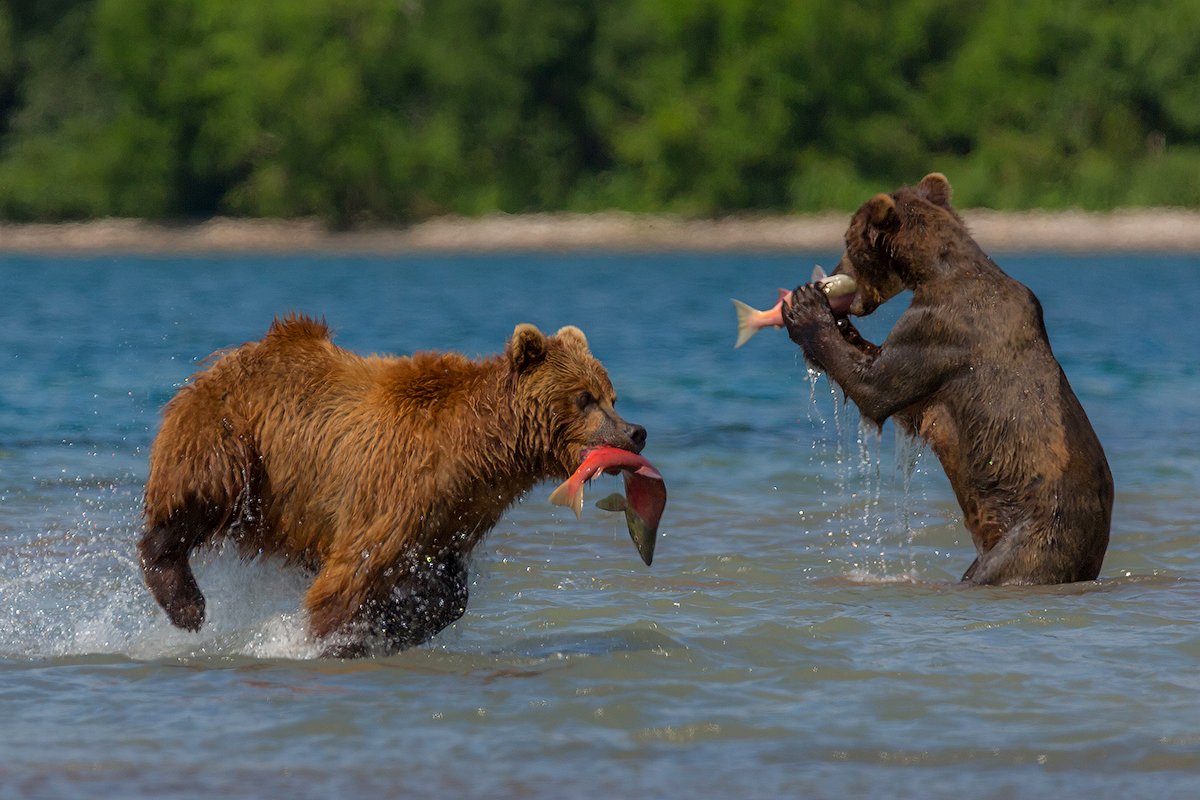 Камчатка, медведь, природа, путешествие, россия, фототур, , Денис Будьков