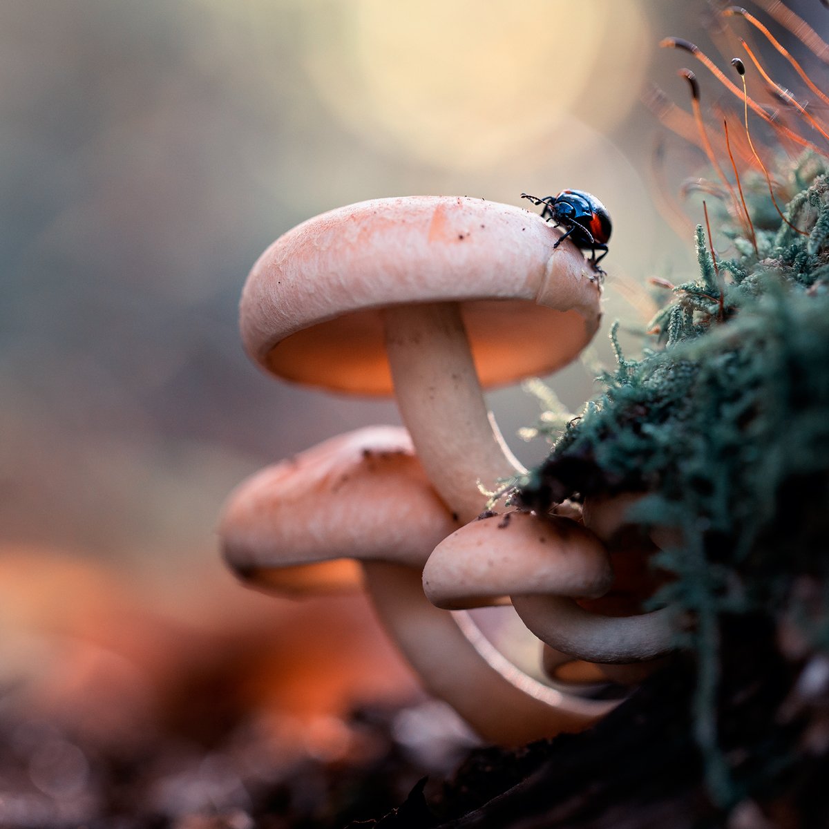 mushrooms,mushroom,spores,nature,forest,wild,fairy,beautiful,insects,insect,, Georgi Georgiev