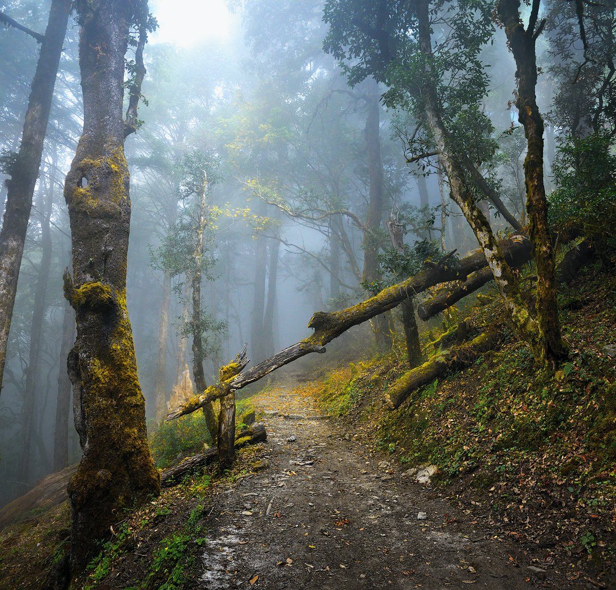 nepal, forest,, Soft Light