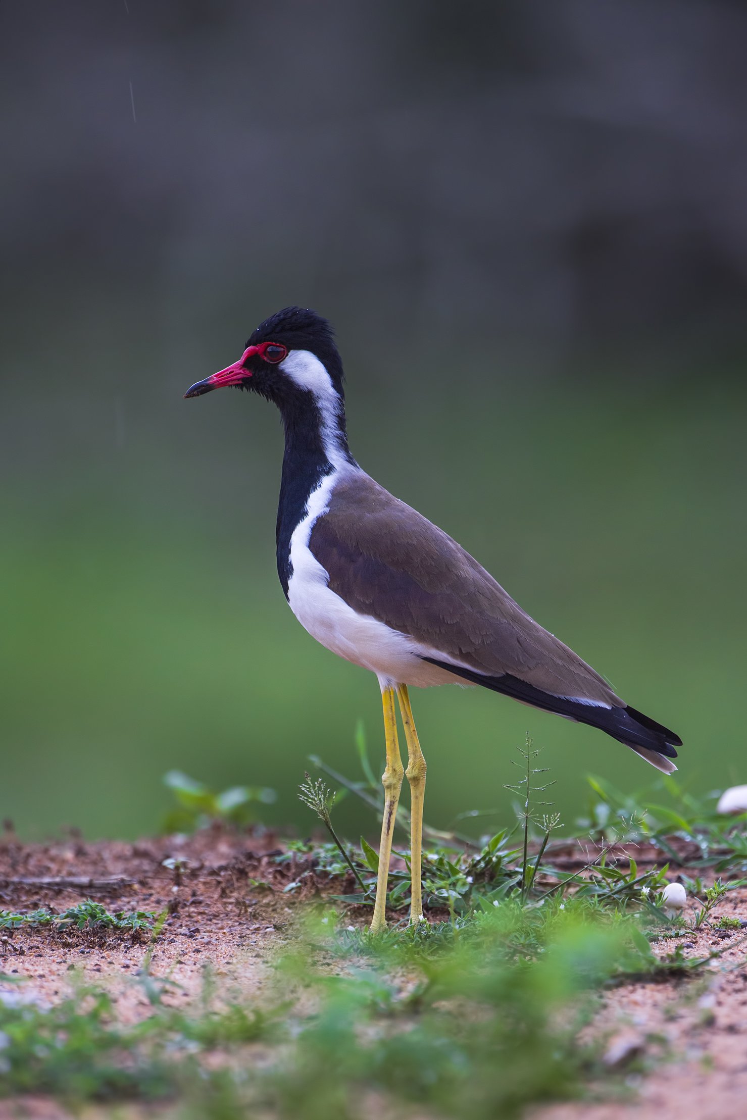 bird, lapwing, Ajith Everester