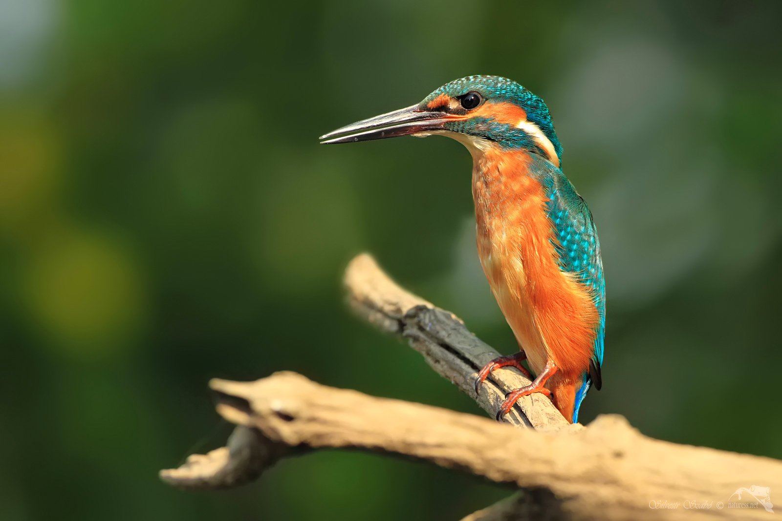 Alcedo atthis, Silvestr Szabó