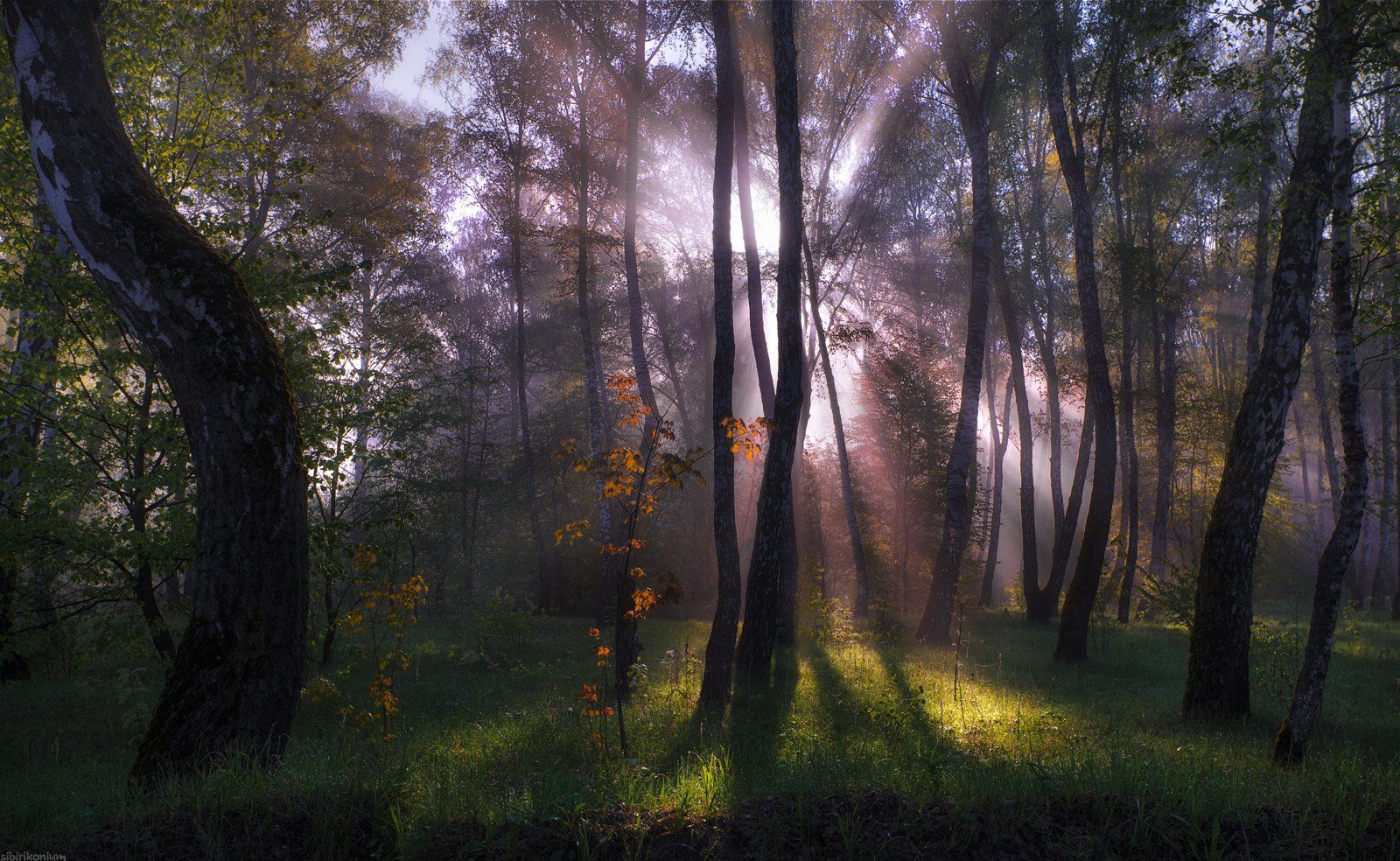 туман пейзаж лес природа деревья луч утро, Морозов Юрий
