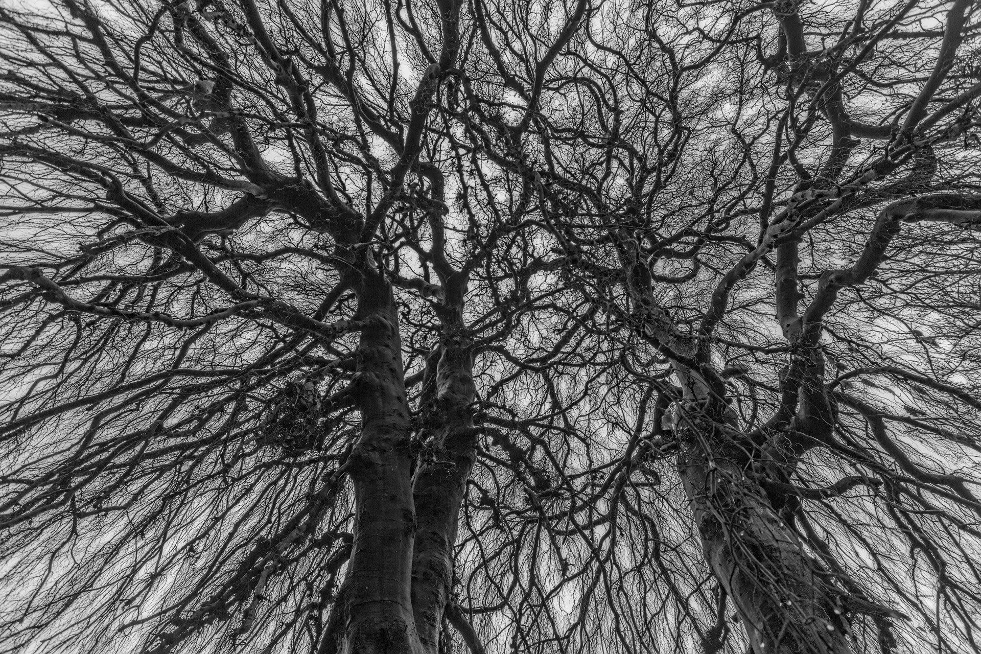 лес, деревья, ветки, небо, кружево, Sven Rok