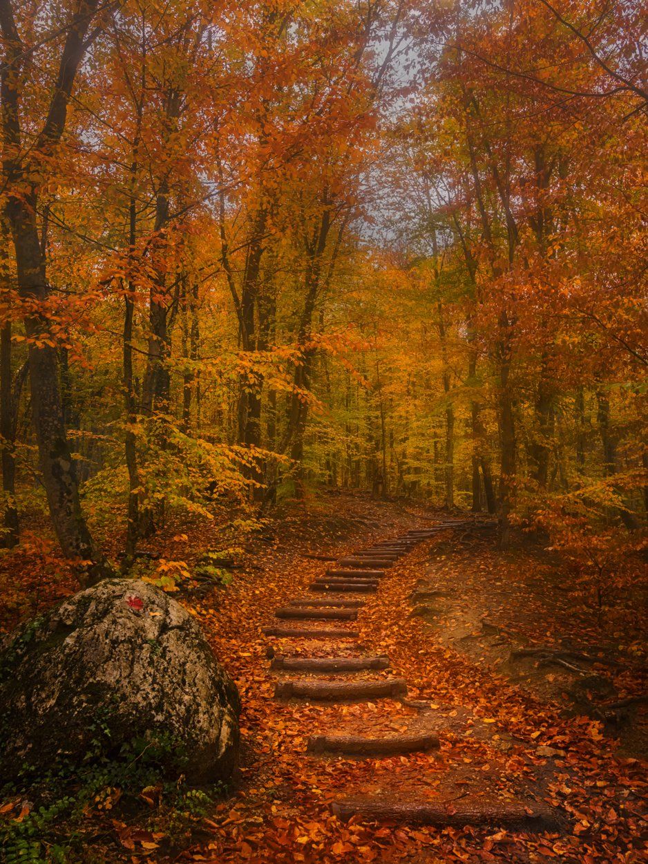 осень,крым,лес,природа,россия,лестница,тропа,дорога,деревья,листва,листья,золотой,желтый,туман,день,путешествие, Elena Pakhalyuk