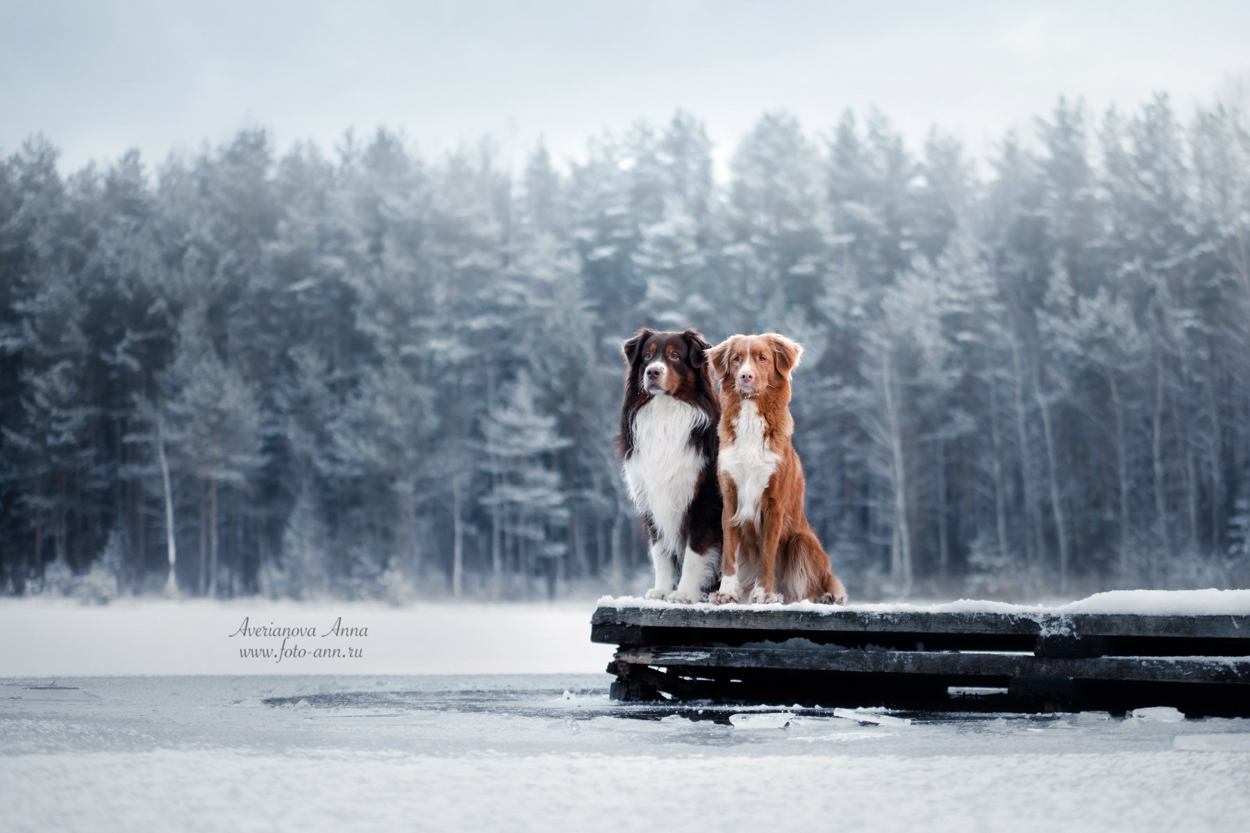 собаки, природа, зима, Анна Аверьянова