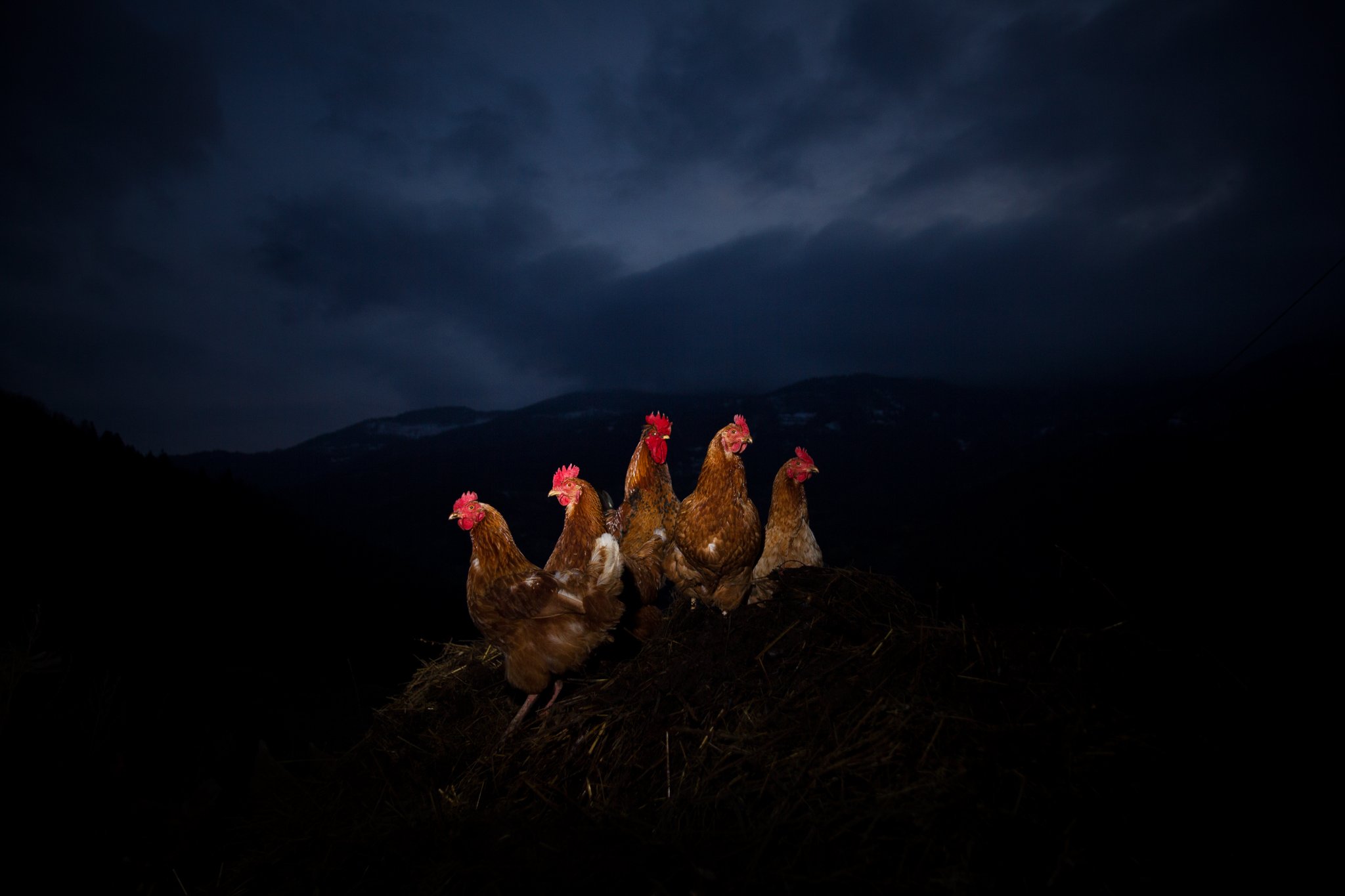 animal, djakovo, mountain, domestic, night, rooster, chicken, cockerel, cock, isolated, dark, organic, chick, nightlife, Марко Радовановић