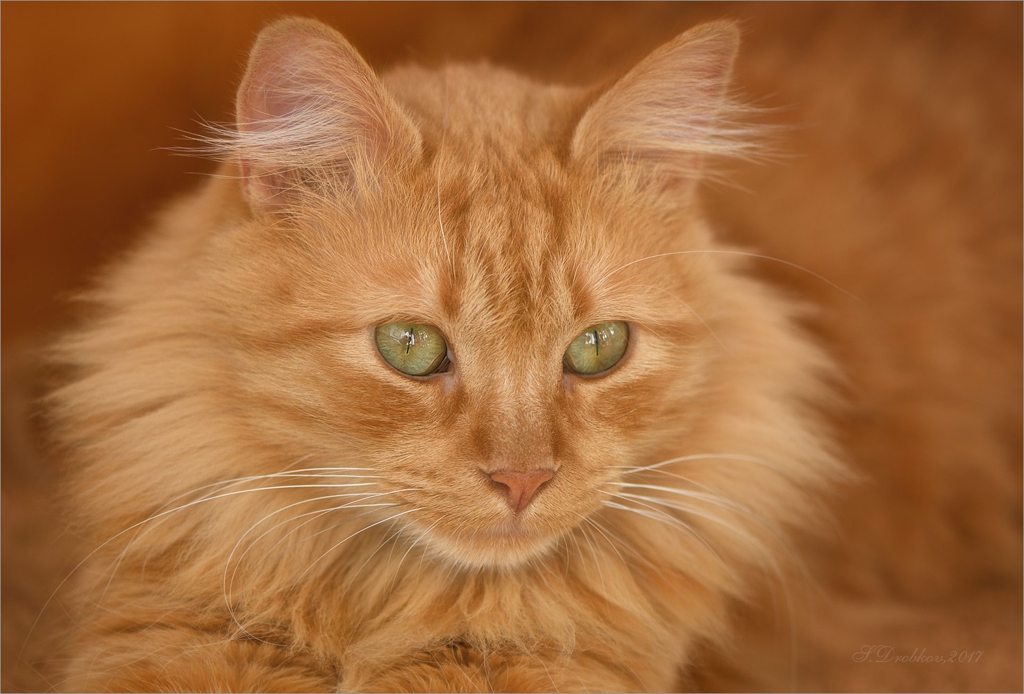 кошки, рыжий, портрет, Sergey Drobkov
