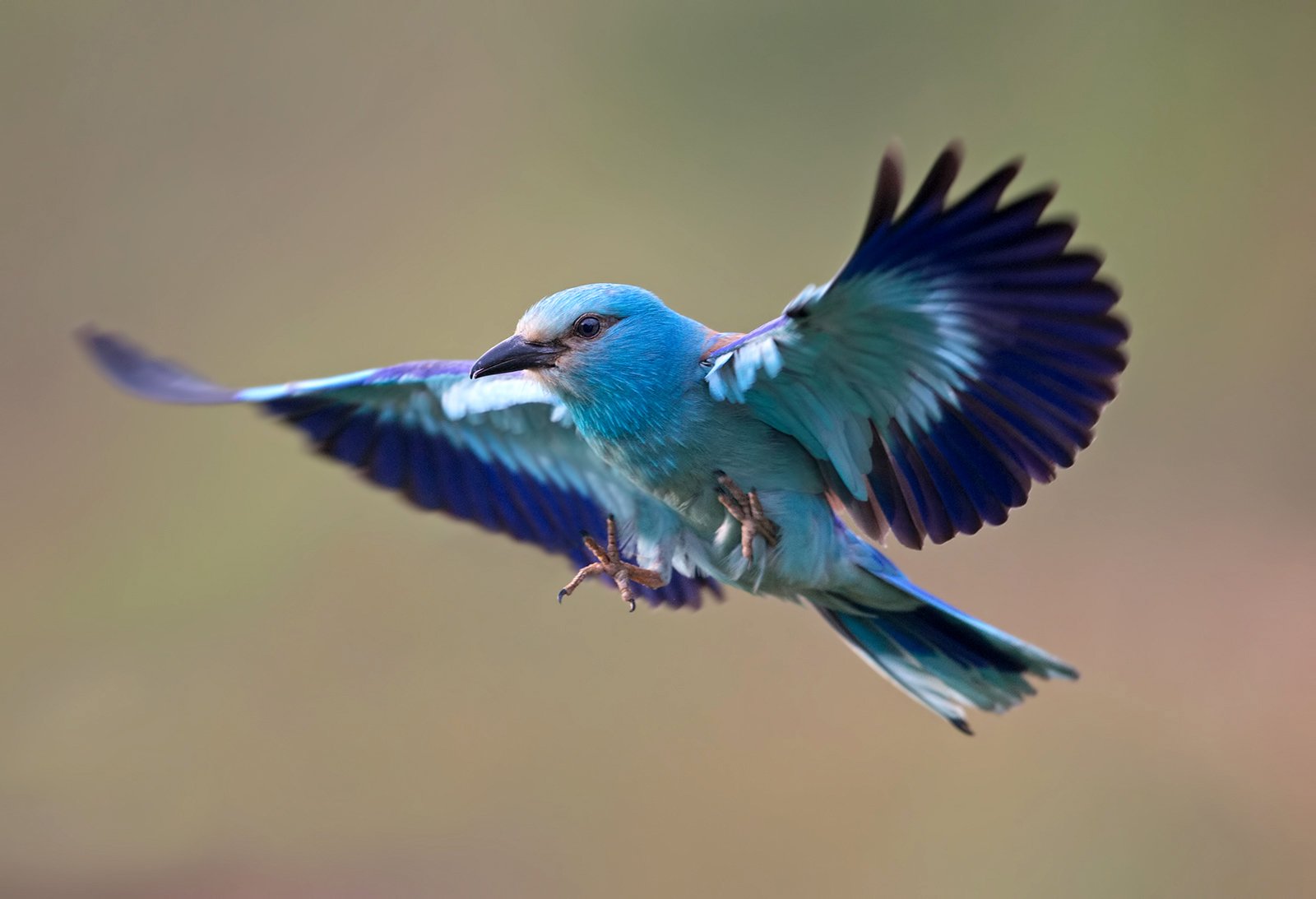 Перелетная синяя птица