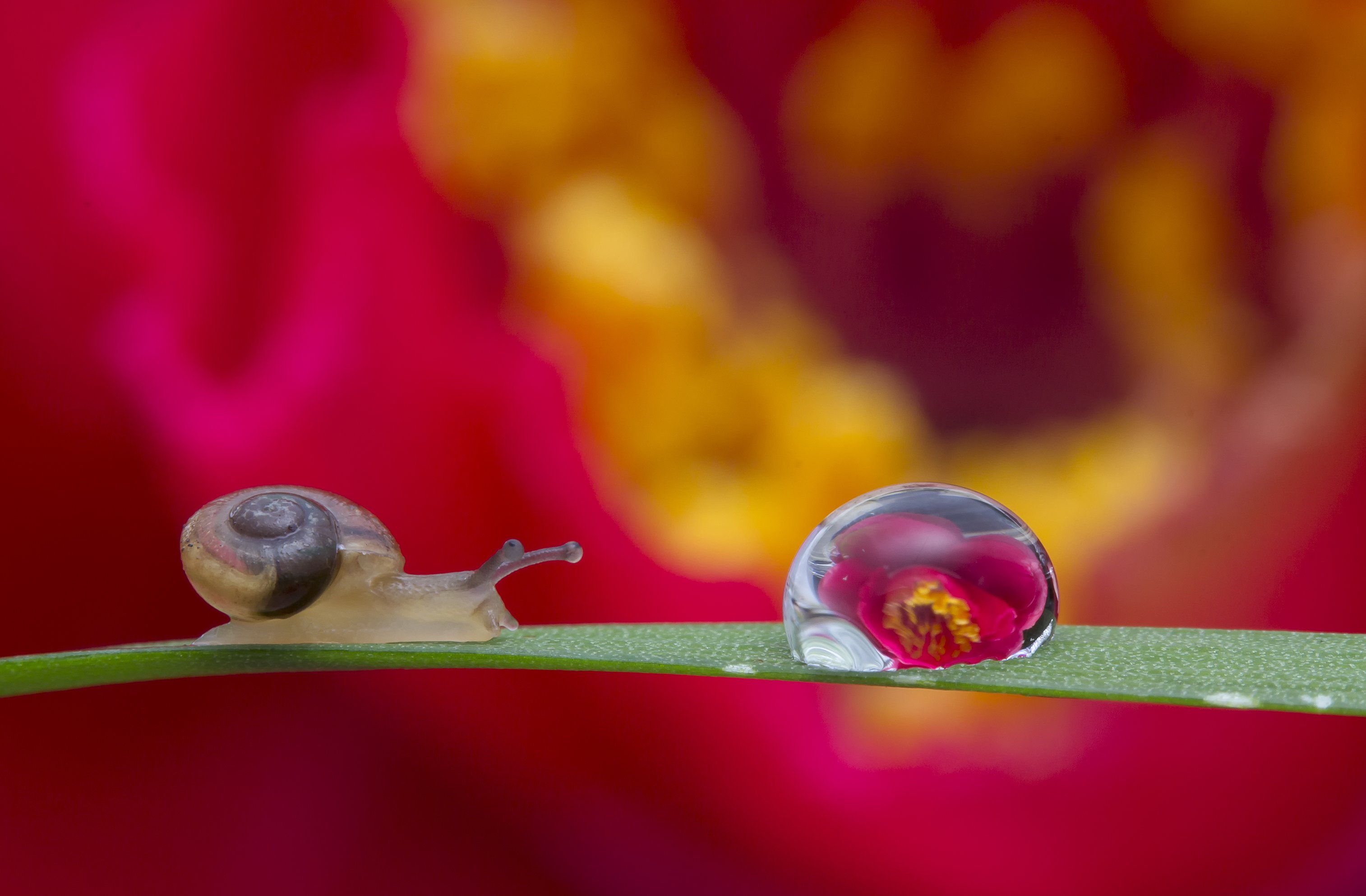 #macro#waterdroplets#colors#snail, Choo How Lim