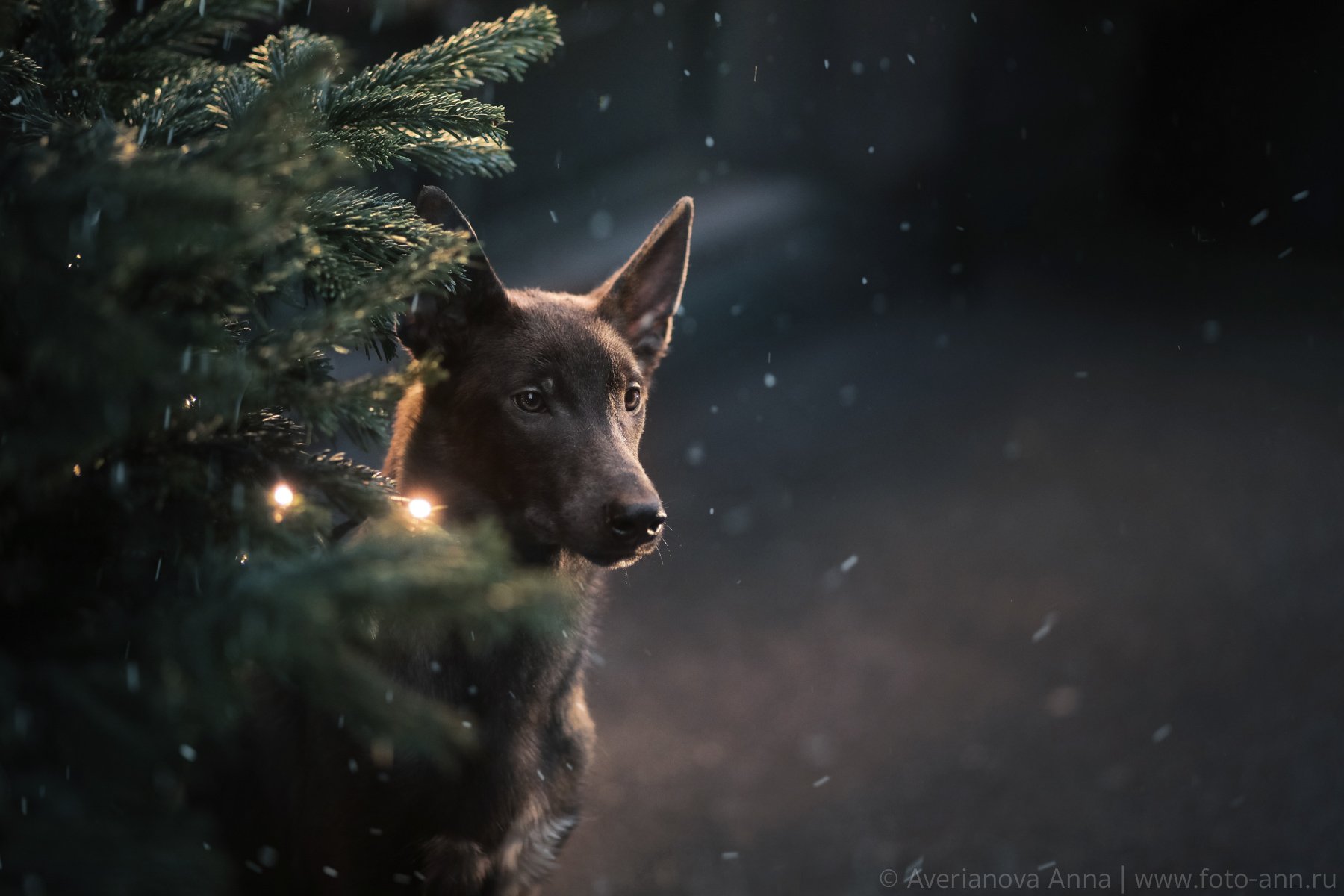 собака, природа, зима, ночь, Анна Аверьянова
