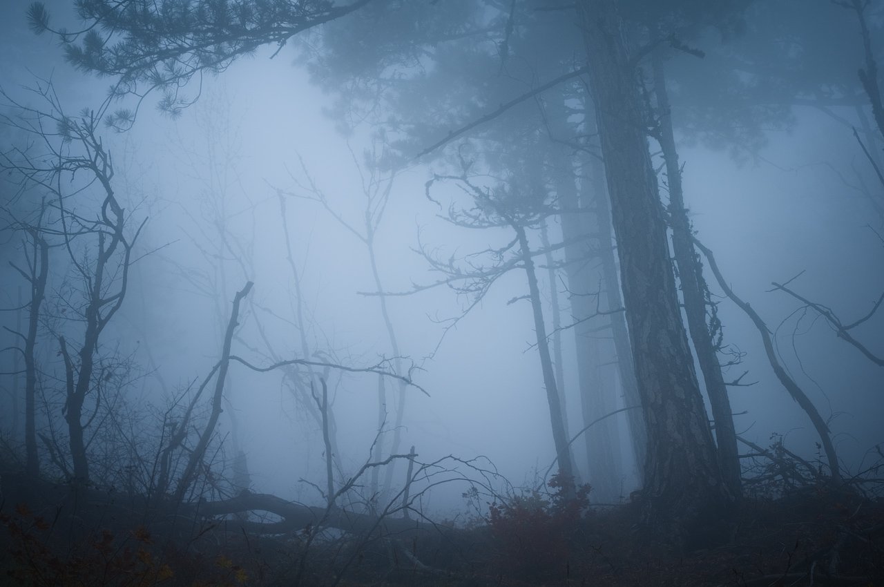 крым, лес, туман, осень, forest, fog, autumn, Дмитрий