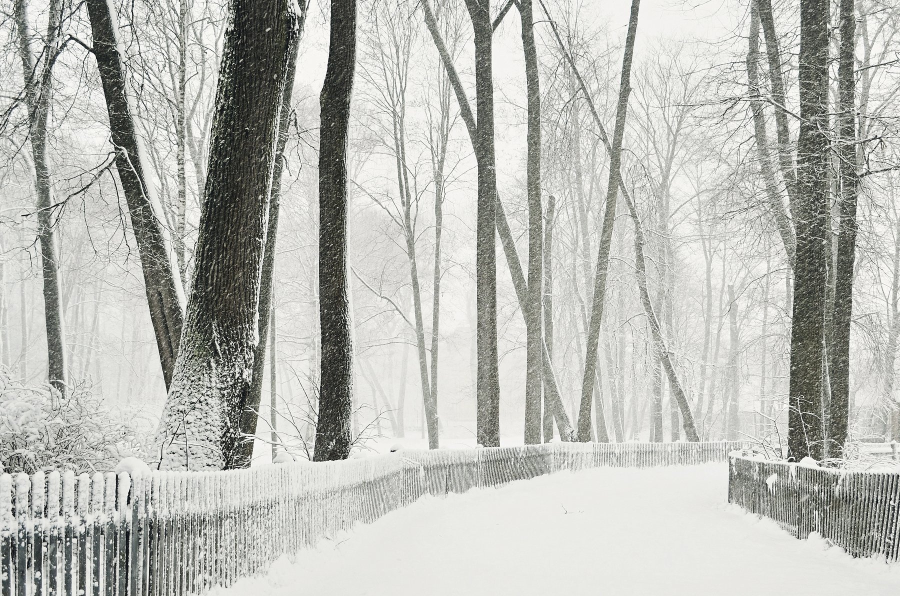 пейзаж, зима, снег, снегопад, клин, деревья, белый, природа, усадьба, анна салтыкова, Anna Saltykowa