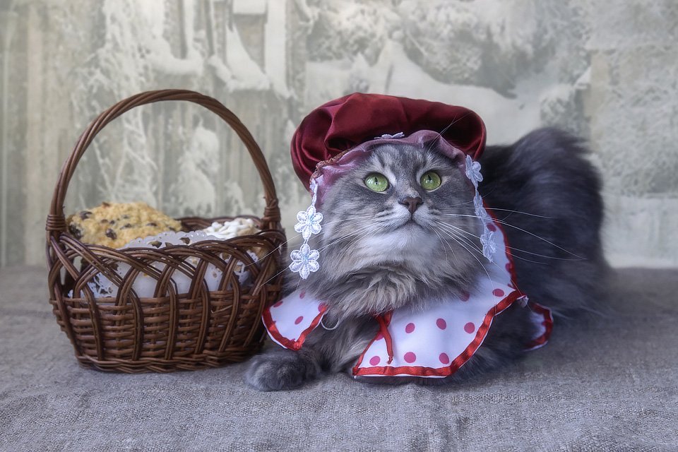 фото животных, кошка Масяня, костюм Красной Шапочки, корзинка, постановочное фото, Ирина Приходько