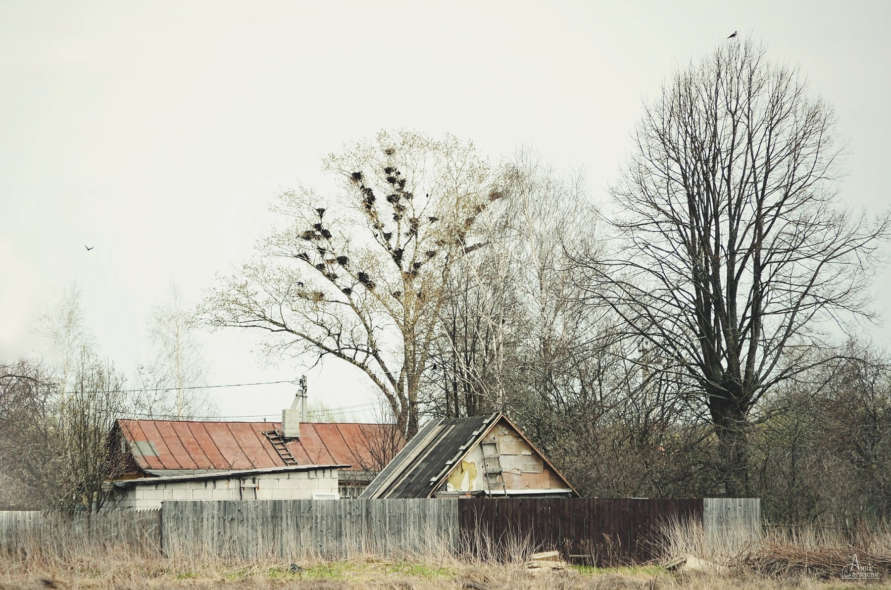 деревня, дерево, весна, гнезда, дом, пейзаж, природа, анна салтыкова, Anna Saltykowa