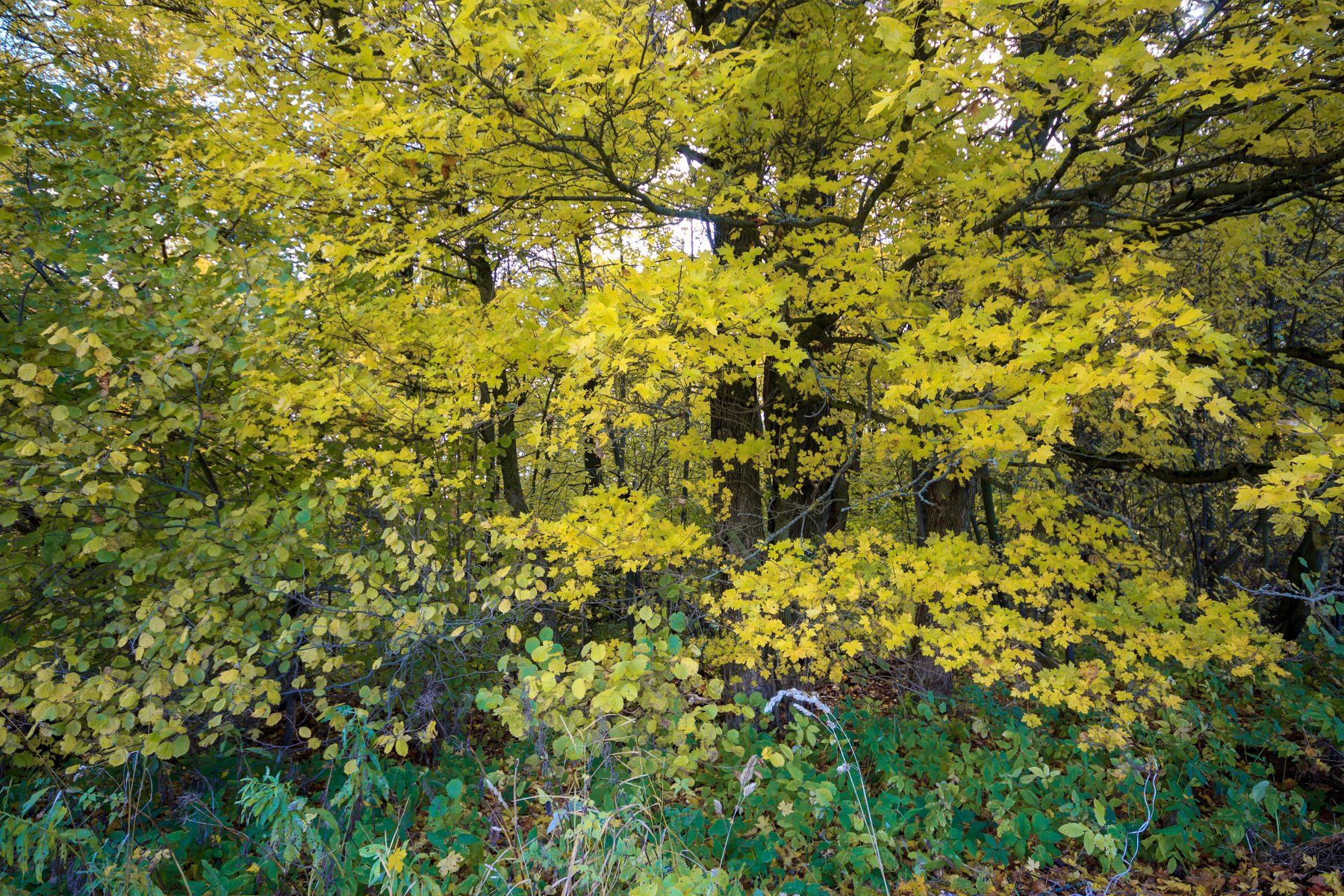 октябрь,дерево,лес,трава,желтый,зеленый,, Дулов Валерий