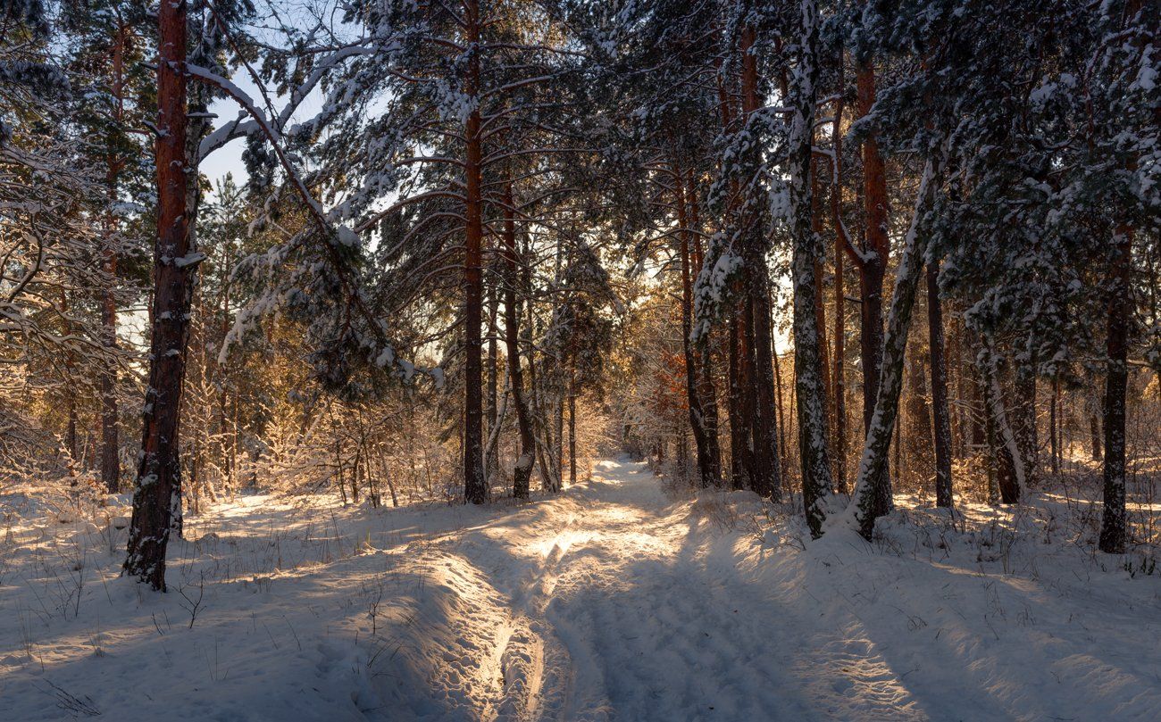 лес, снег, зима, утро, солнце, Галанзовская Оксана