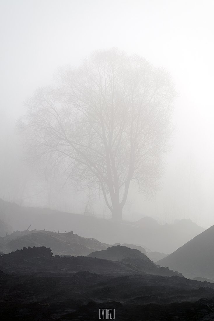 пейзаж, черно-белое, дерево, утро, туман,, Дмитрий Доронин