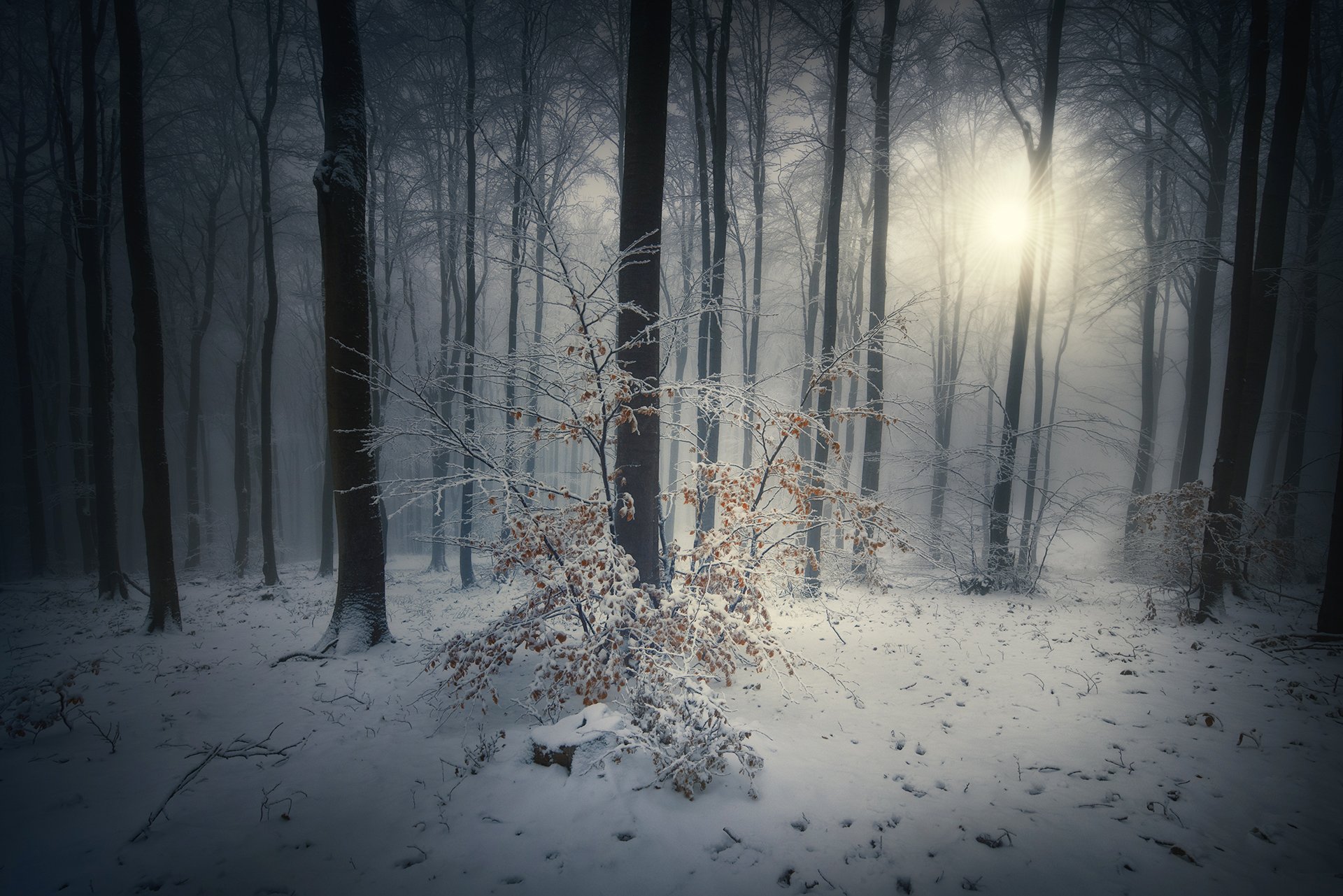 nature, landscape, forest, fog, snow, Genadi Dochev