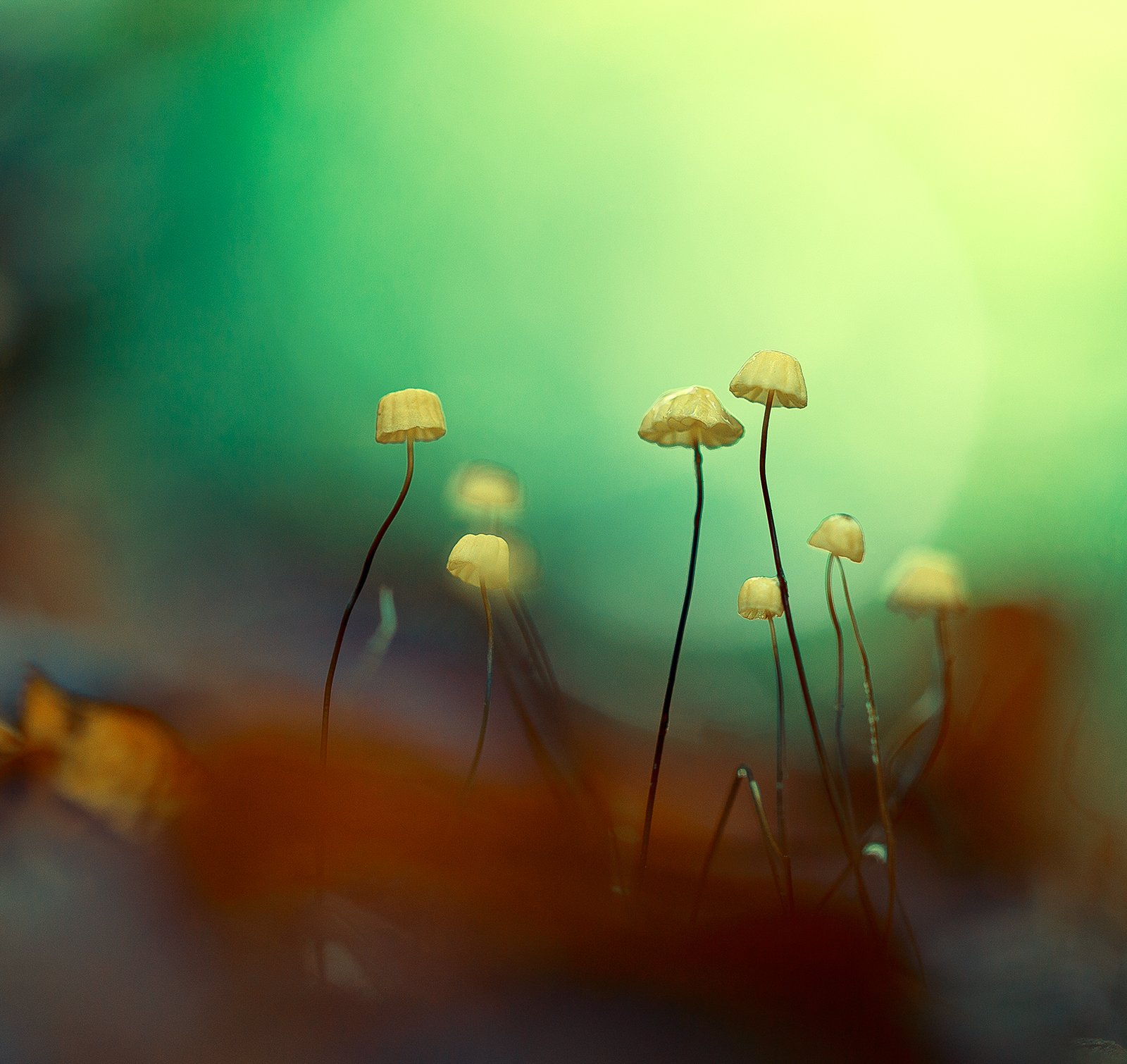 mushroom,mushrooms,nature,forest,macro,fairy,beautiful,close up,marasmius bulliardii,micro,, Georgi Georgiev