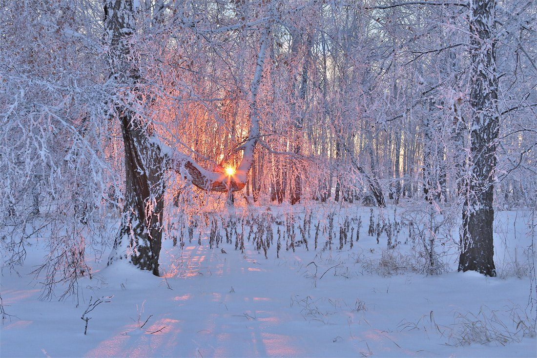 зима, лес, иней, деревья, вечер, солнце, закат, Sokolova Tatiana