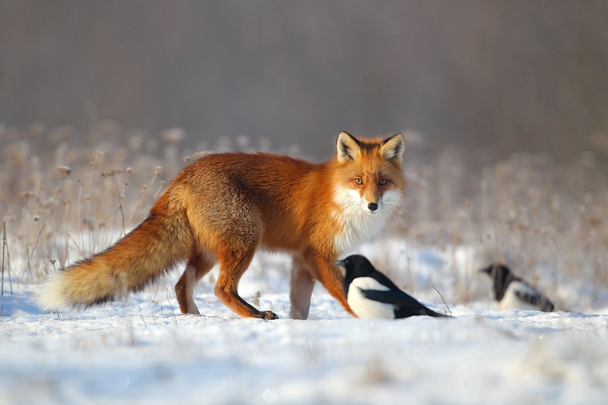 #fox #wild #poland #dolinanarwi, Lukasz Dobkowski