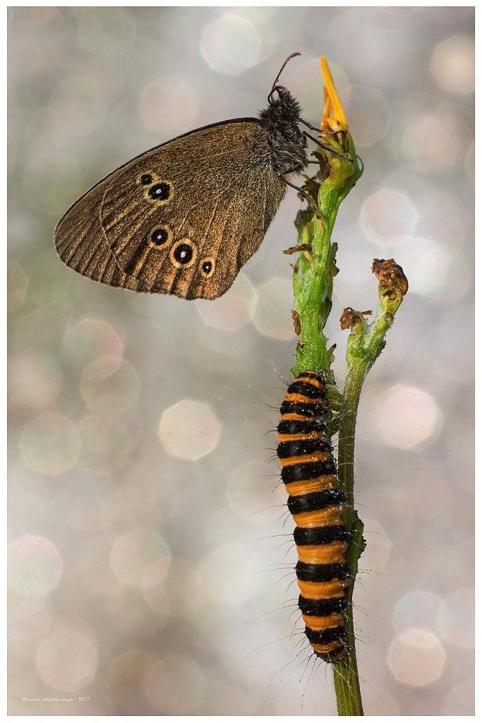 macro nature butterfly, Ryszard Lal