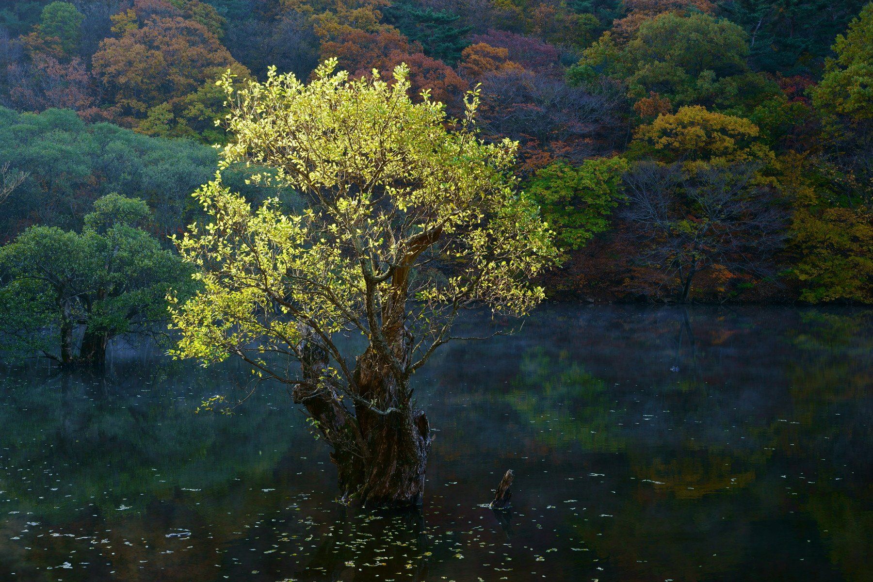 korea,gyeongsangbukdo,autumn,morning,light,reservoir,tree,reflection,mountain, Shin