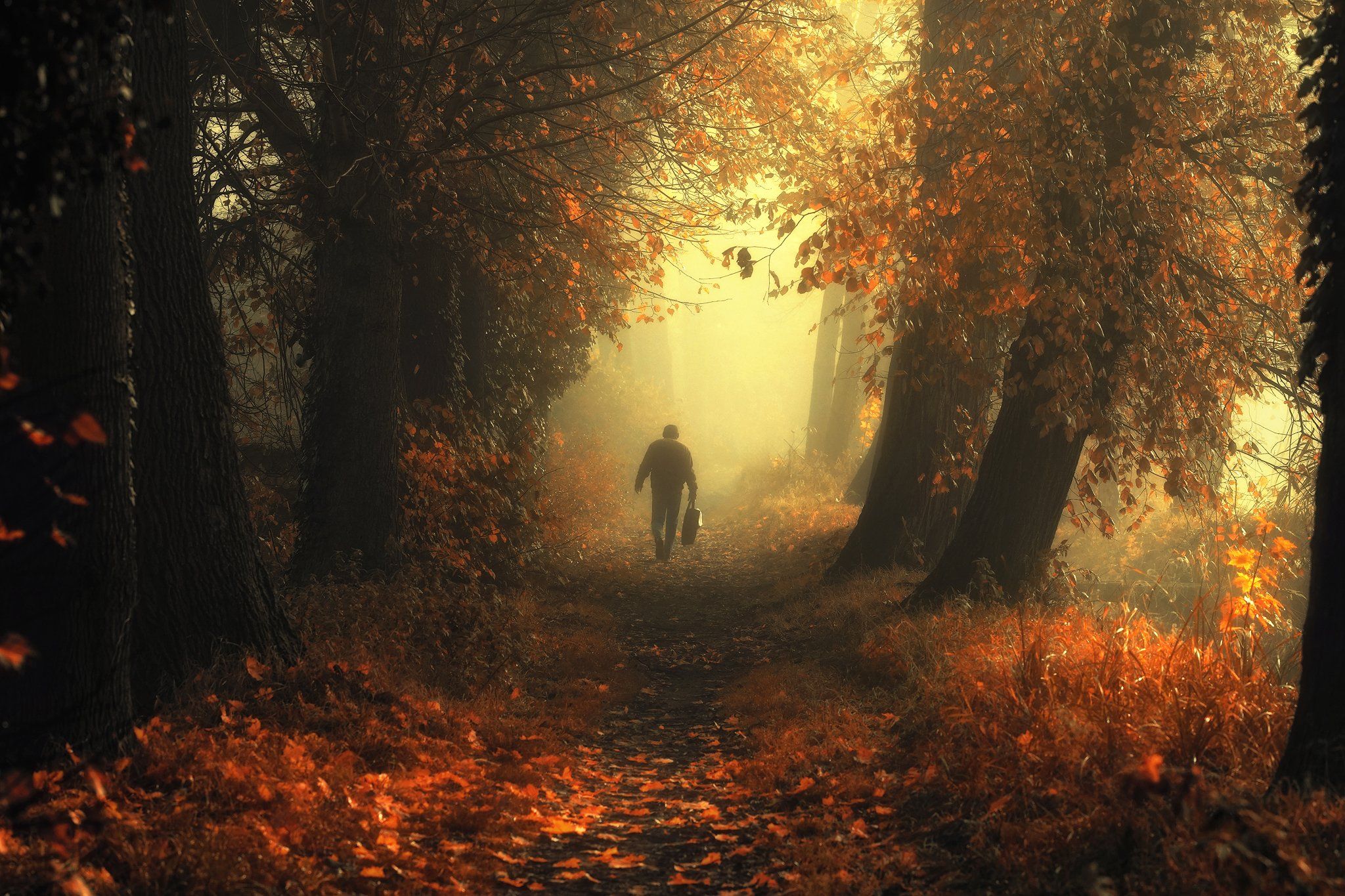 блестящая осень и странник autumn alley trees magic mist foggy path light, Radoslaw Dranikowski