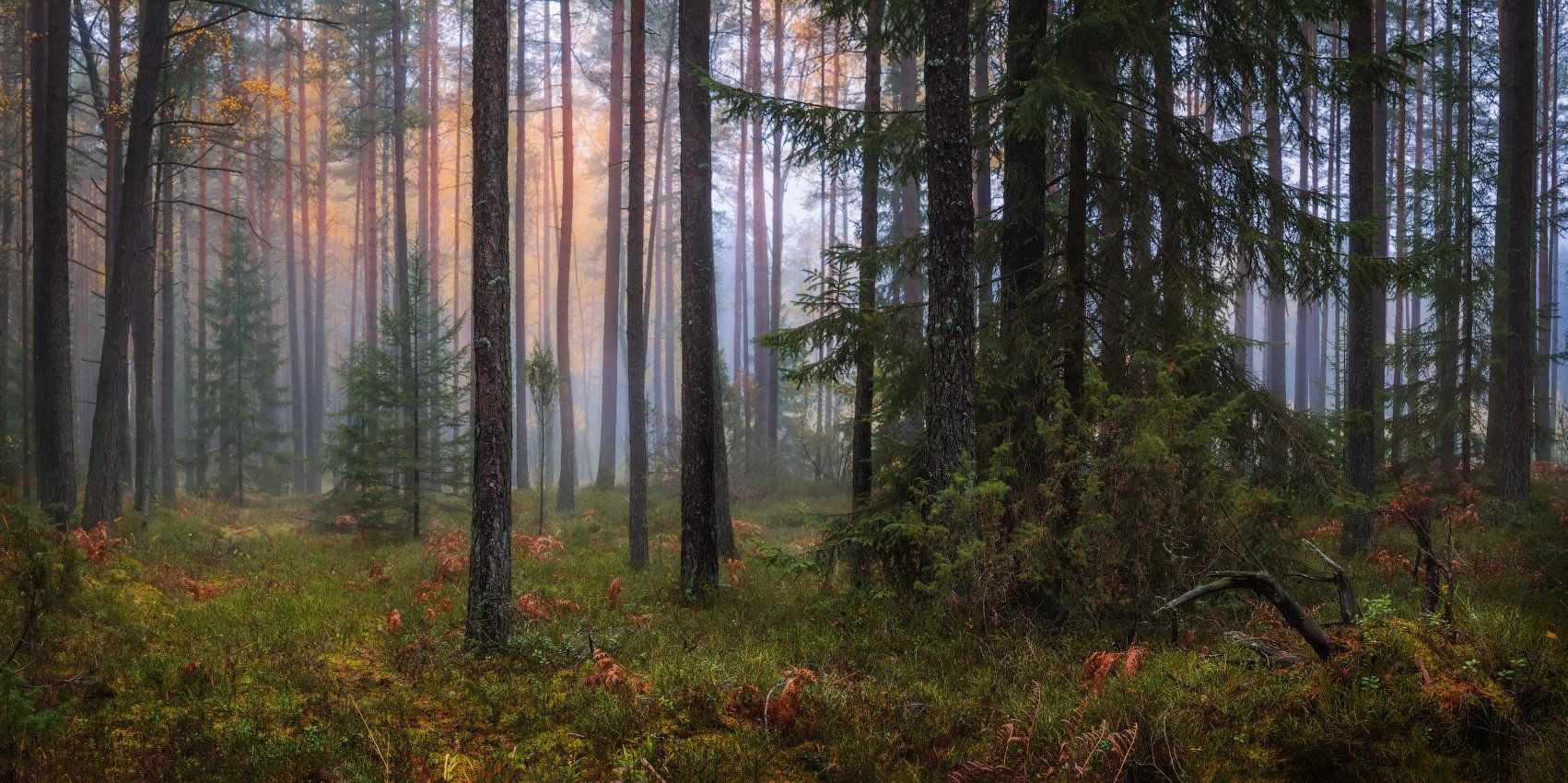 лес, осень, туман,, Сергей Шабуневич