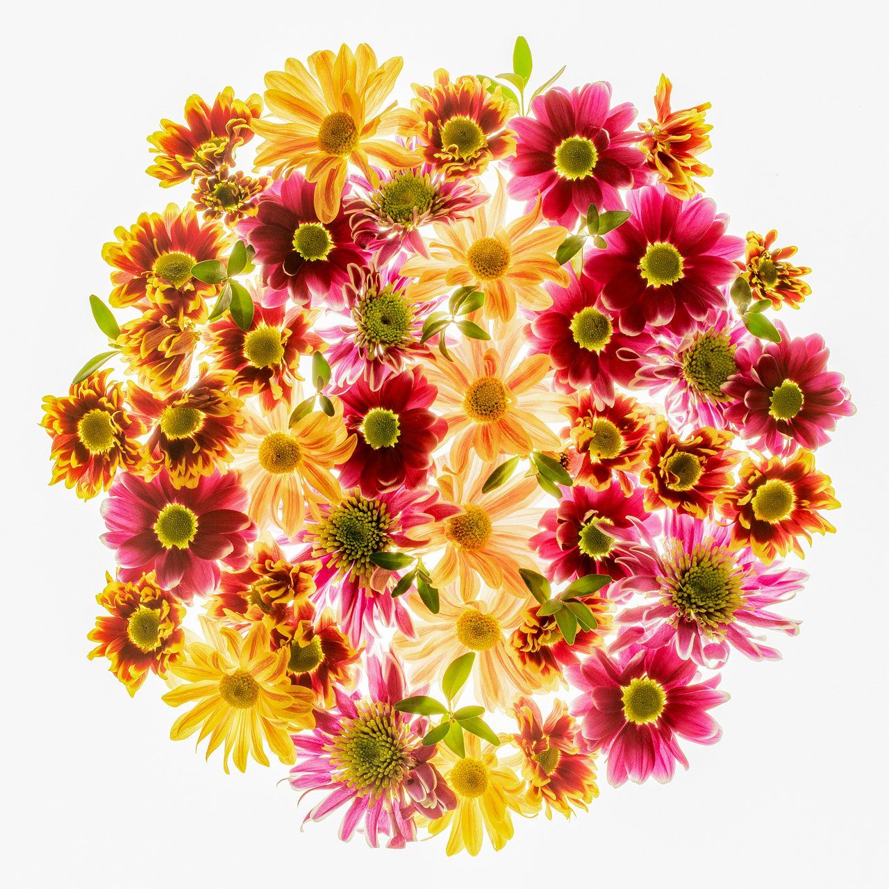цветы,цветок,макро,свет,хризантемы, Александр Иванов