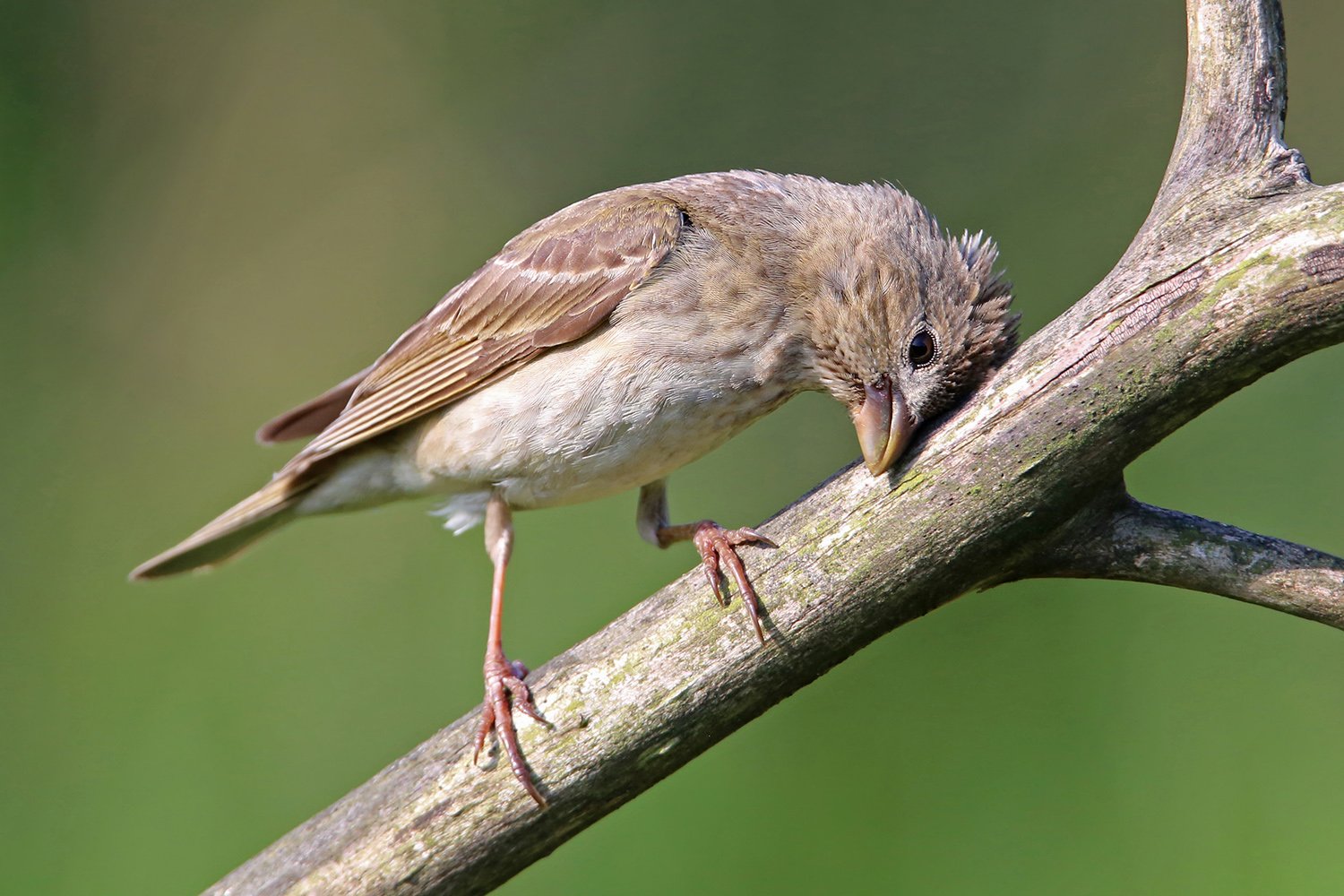 чечевица, Common Rosefinch, Carpodacus erythrinus, Mazais svilpis, Riga, Latvia, Виктор Иванов