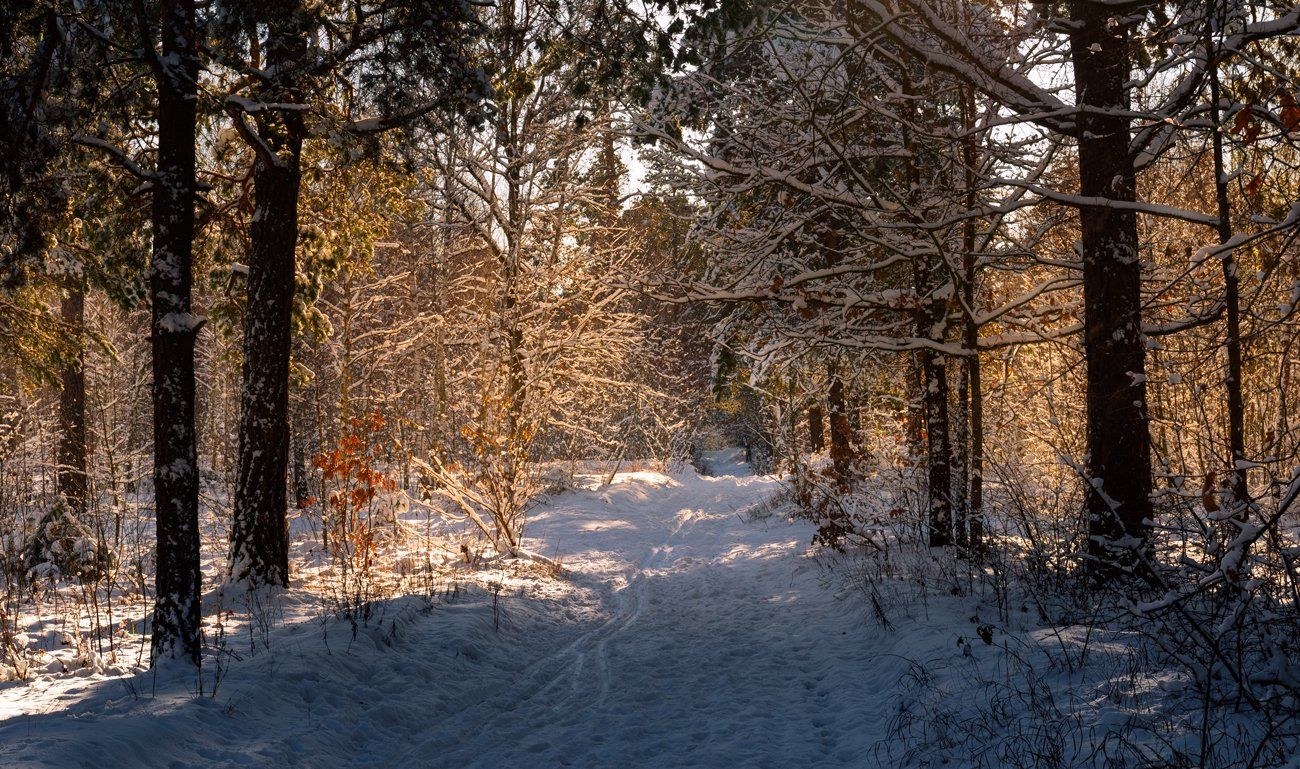 зима, снег, лес, рассвет, солнце, Галанзовская Оксана