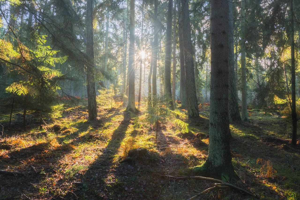лес, природа, пейзаж, Солнце, nature, landscape, forest, Валерий Притченко