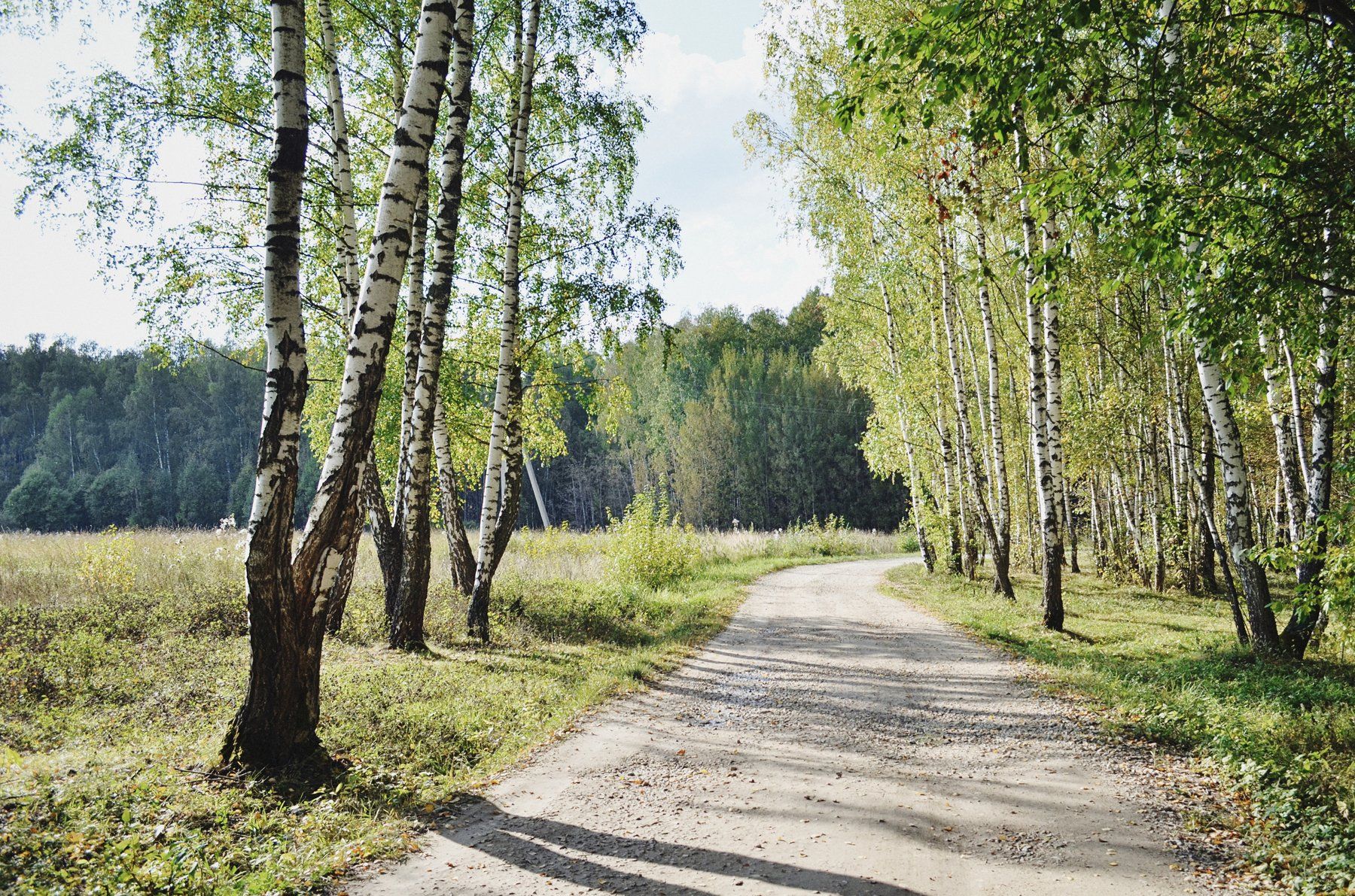 пейзаж, лес, дорога, август, лето, березы, анна салтыкова, солнце, природа, Anna Saltykowa