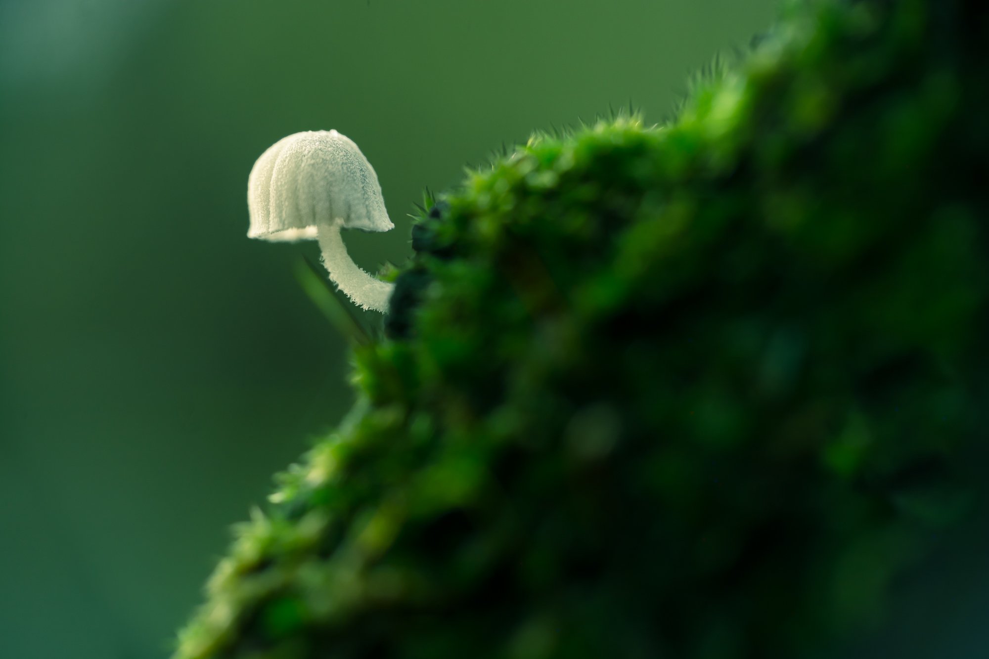 macro, nature, 3mm, fungi, small, white, moss, green, patern, natural, Antonio Coelho