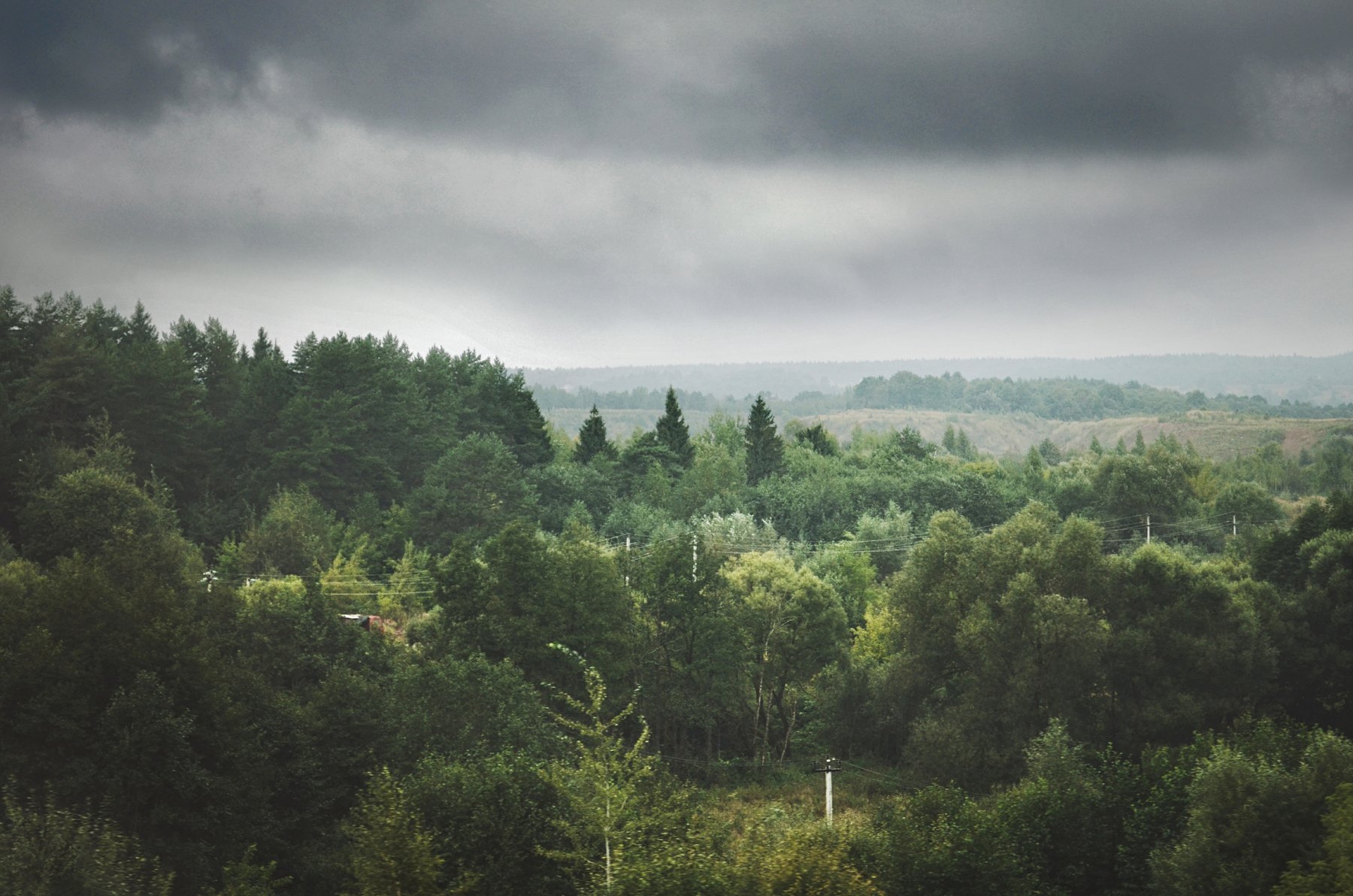 пейзаж, овраг, лето, дождь, туман, горизонт, анна салтыкова, лес, природа, Anna Saltykowa