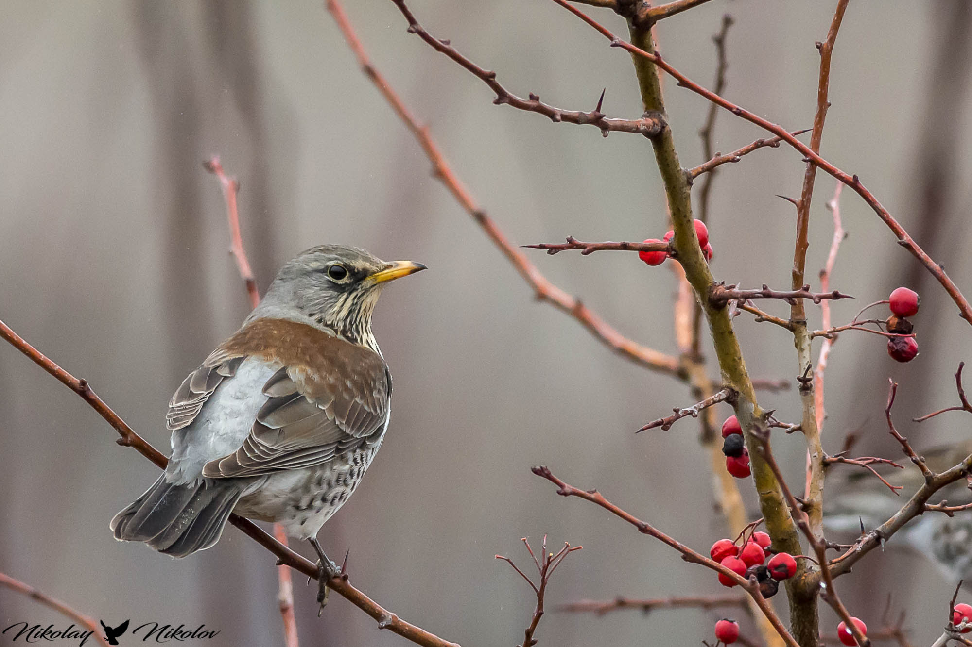 fieldfare,bird,winter,red,wings,wildlife,nature,landscape, Nikolay Nikolov