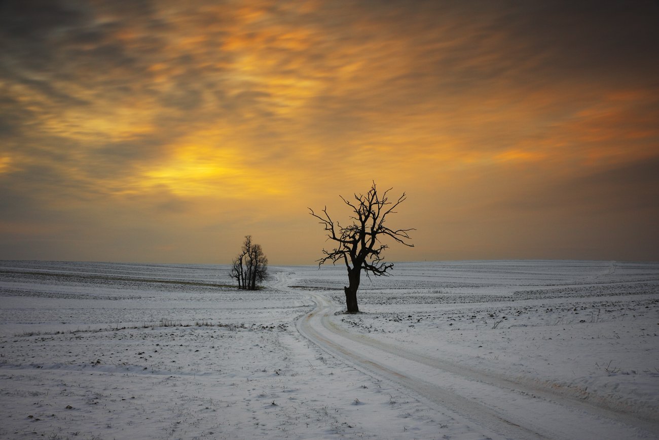 winter, tree, road, sunset, fields,, Jacek Lisiewicz