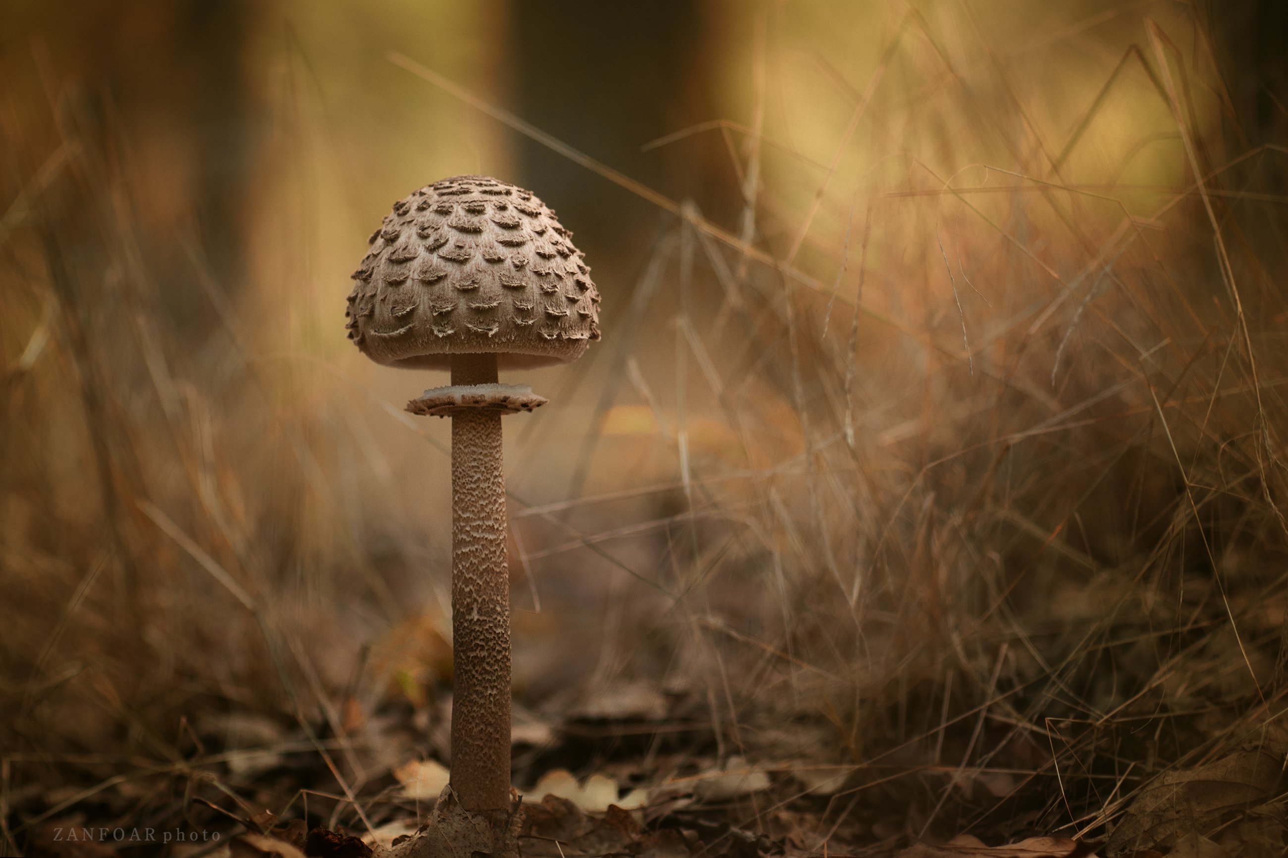 macrolepiota procera,parasol mushroom, гриль-зонтик,macro,осень, лес, грибы, макро, деталь, природа, zanfoar, чешская республика,чехия, Zanfoar