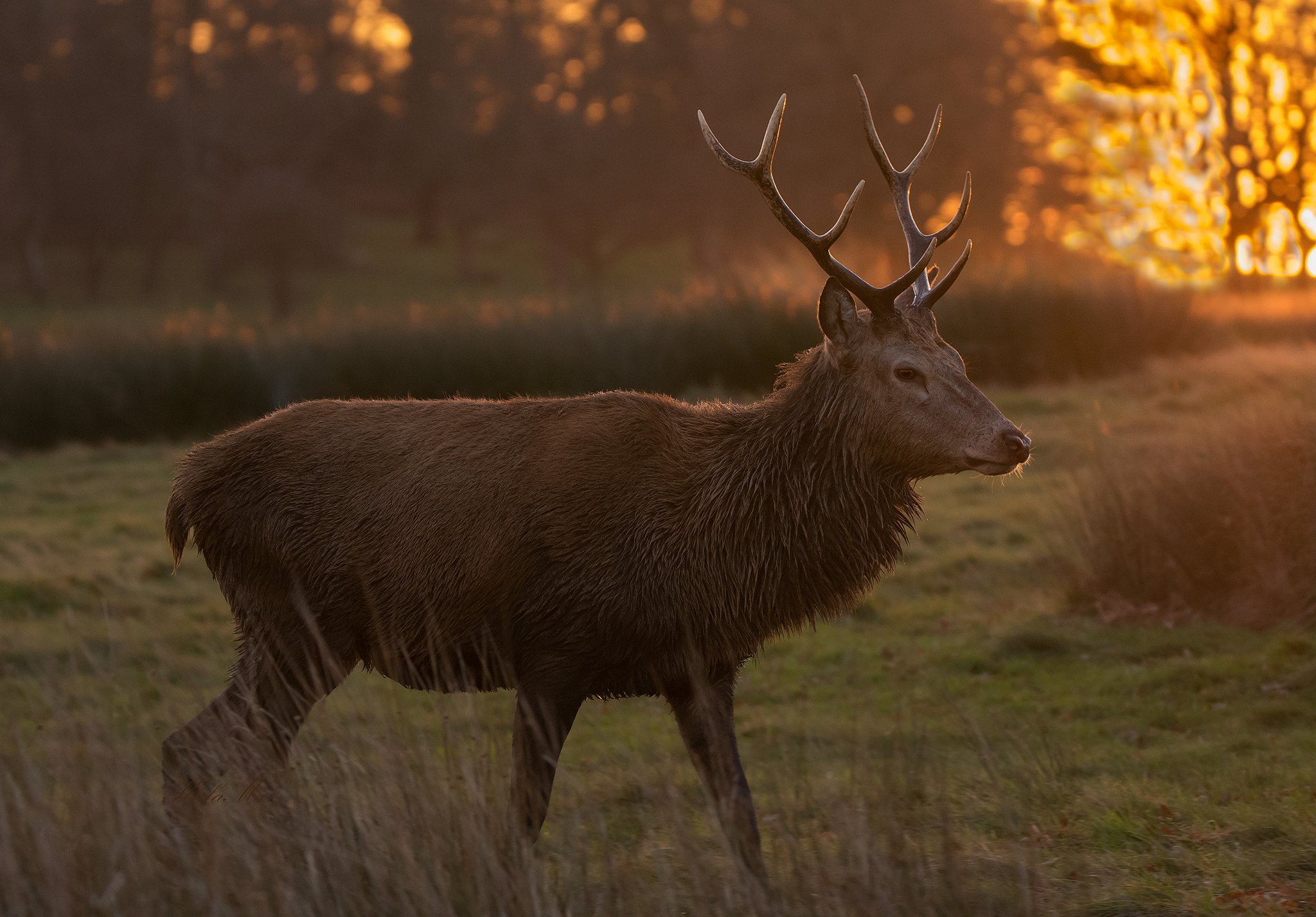 Red Deer, Sunrise, Early morning, Nature, Animals, Wildlife, Maria Kula