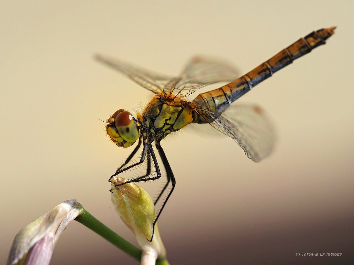 стрекоза, Odonata, природа, Московская область, макро, nature, Шипилова Татьяна