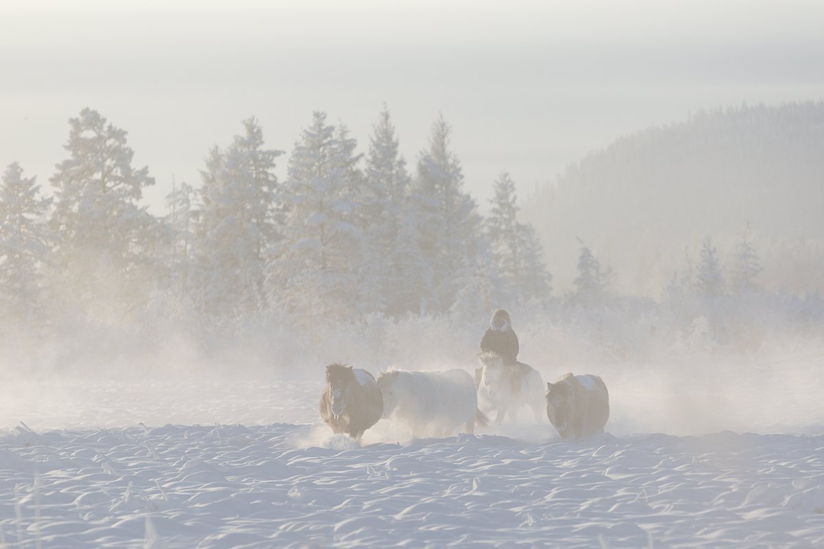 Сильные морозы в якутске. Полюс холода Оймякон, Мороз. Оймякон полюс. Якутские лошади Оймякон. Туман в Оймяконе.