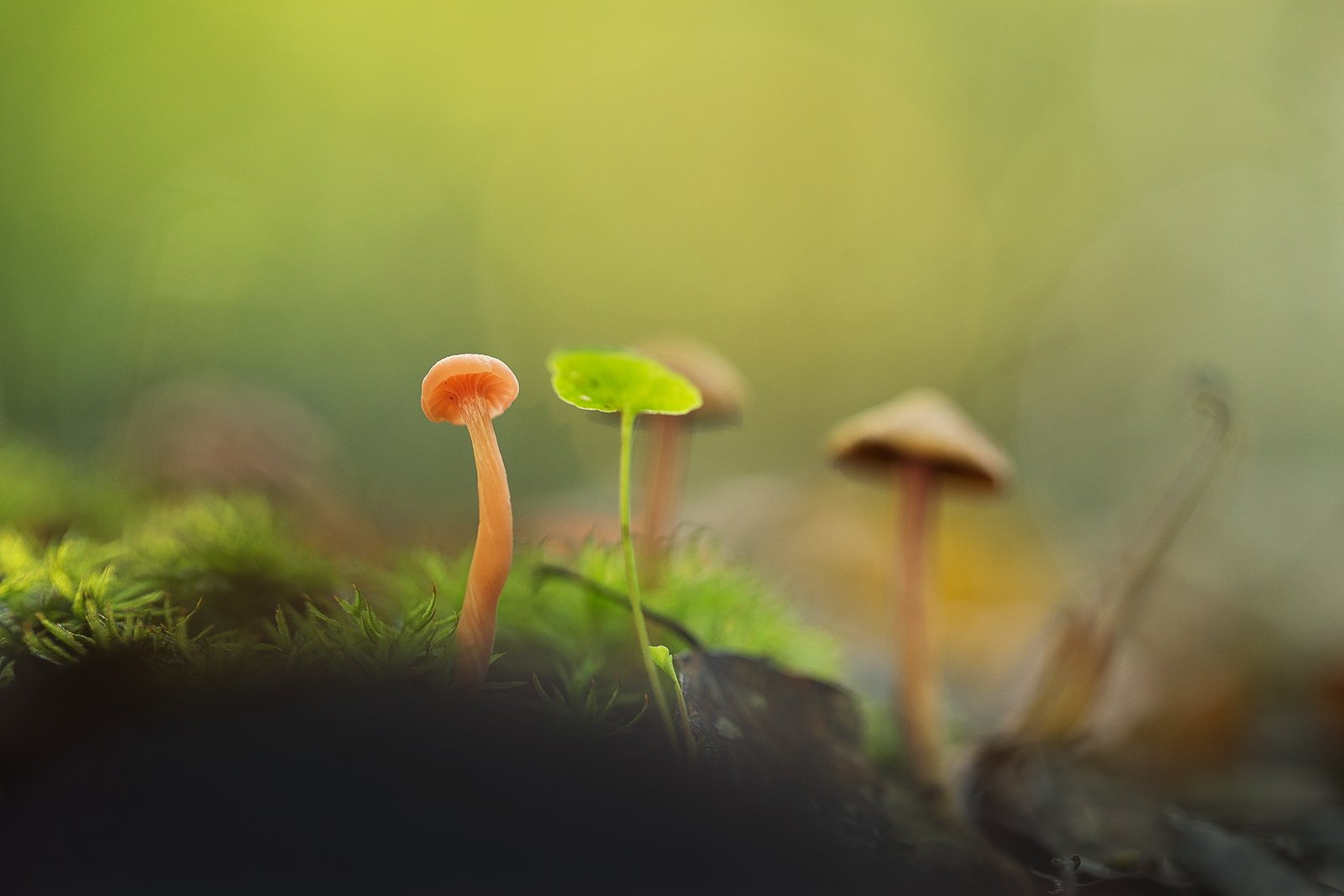mushroom,mushrooms,nature,forest,macro,fairy,beautiful,close up,micro,, Georgi Georgiev