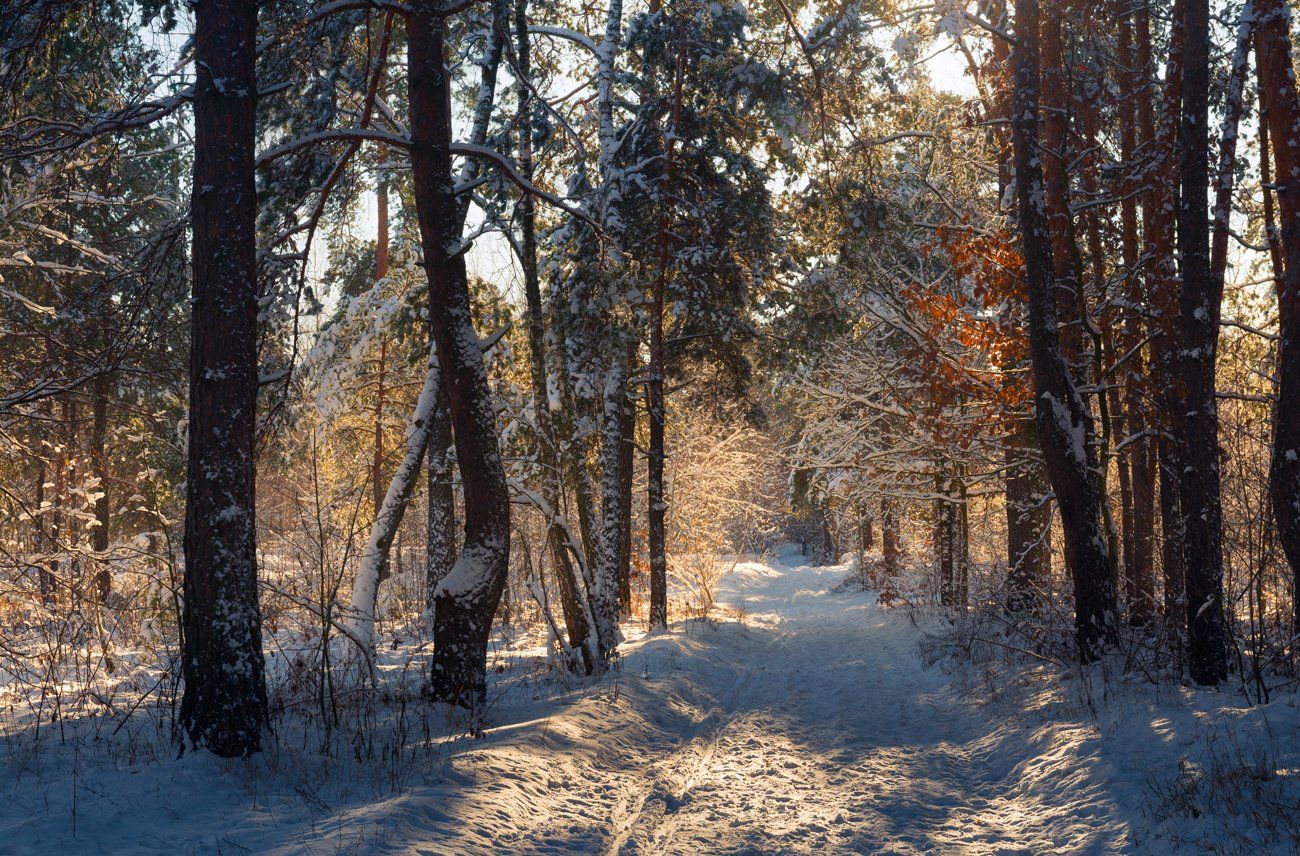 лес, зима, снег, утро, рассвет, сосны, солнце, Галанзовская Оксана