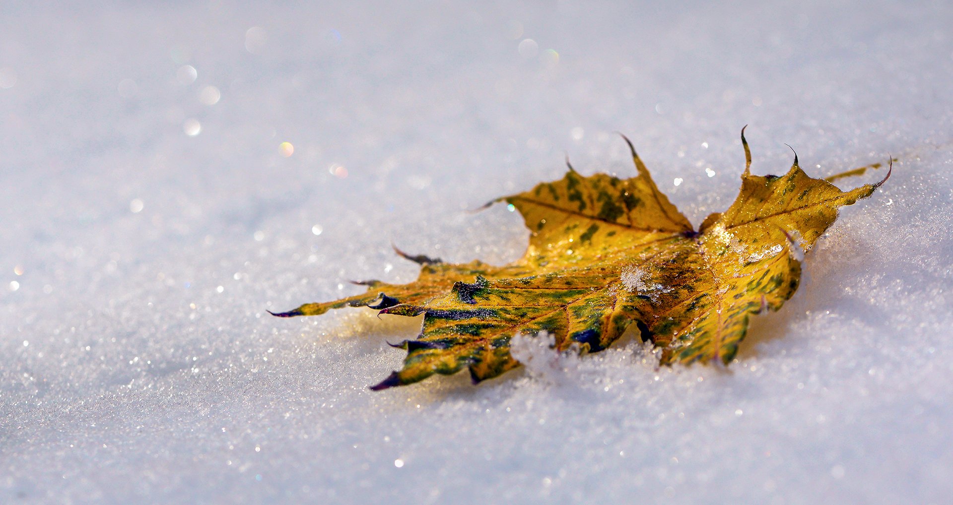 природа, макро, осень, снег, белый, опавший лист, желтый, боке, Неля Рачкова