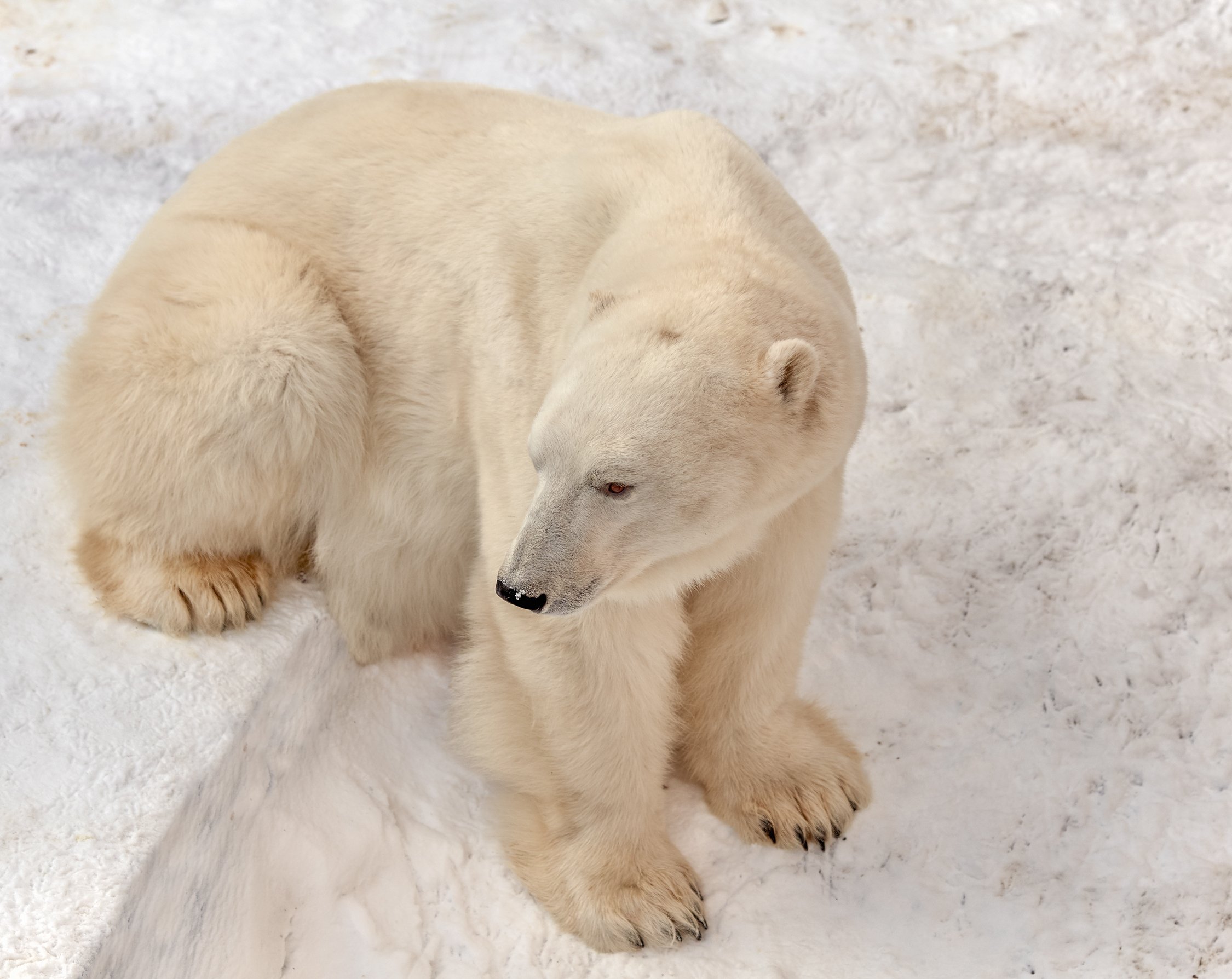 белый медведь, Олег Богданов