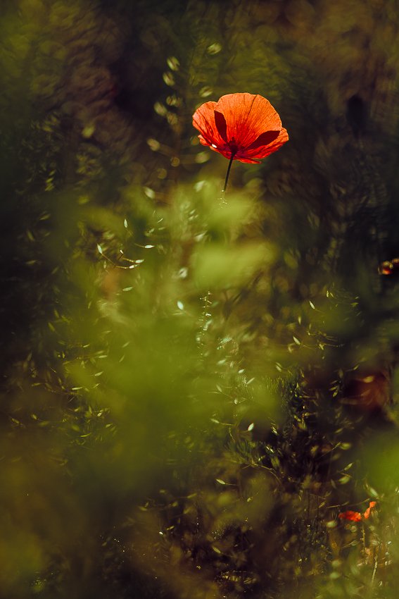 poppy, nature, flowers, Gabriel Prescornita