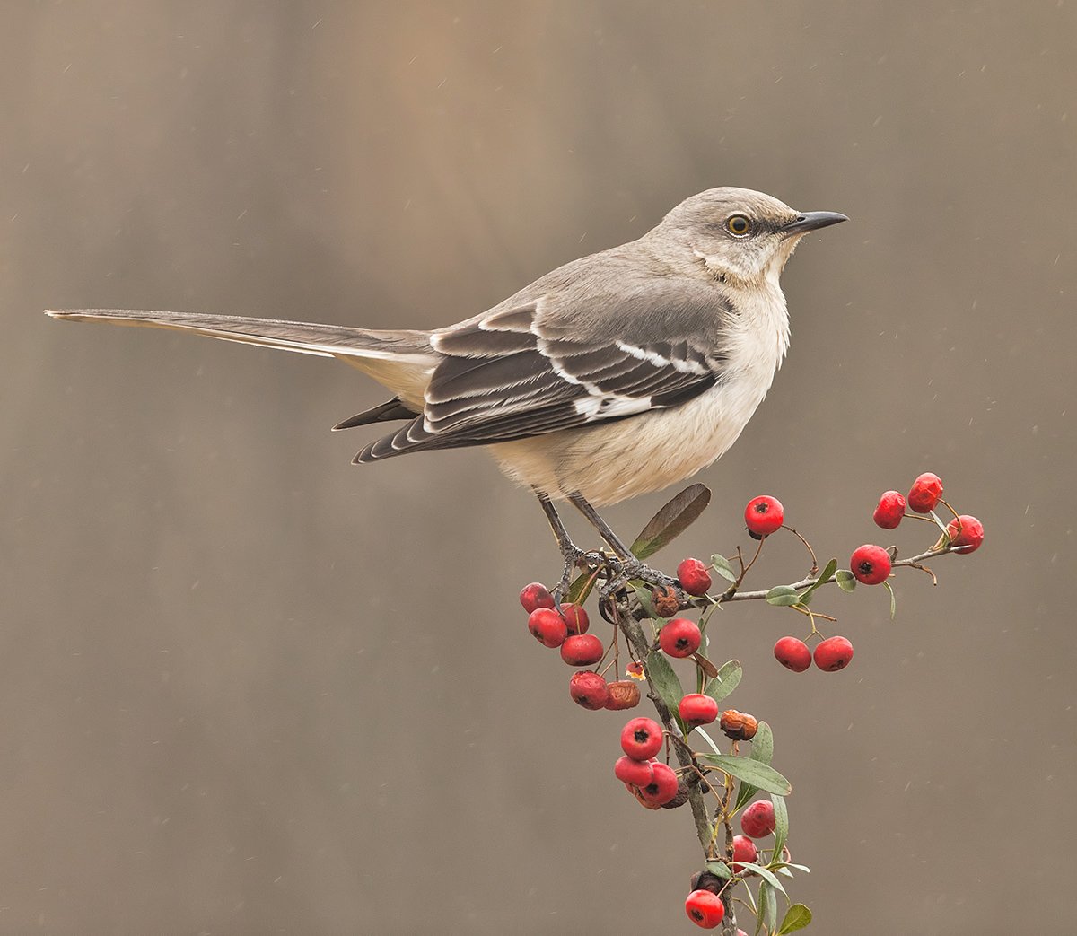 многоголосый пересмешник, northern mockingbird, пересмешник, Elizabeth Etkind