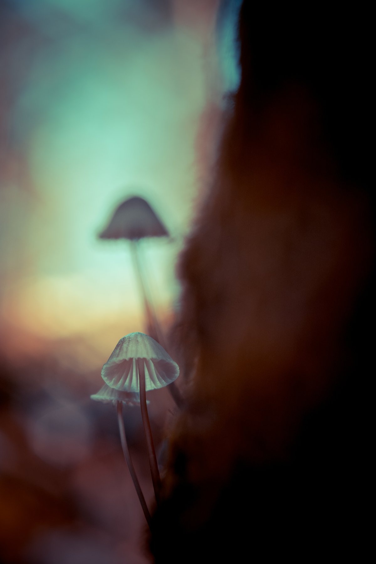 small, fungi, mushroom, art, close up, macro, nature, Antonio Coelho